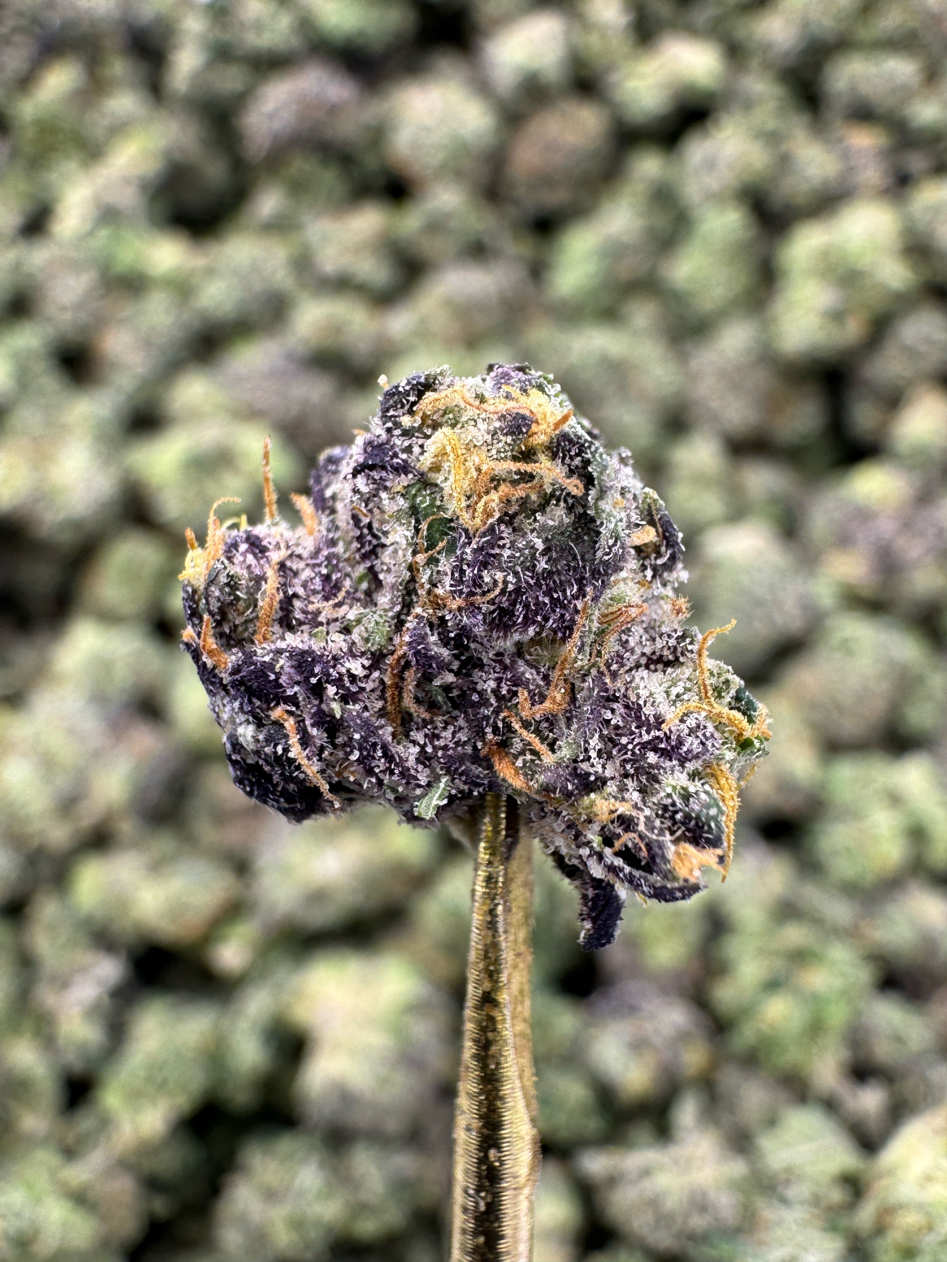 Gumbo - THCA Flower - Indoor Gold Nuggets Exotic