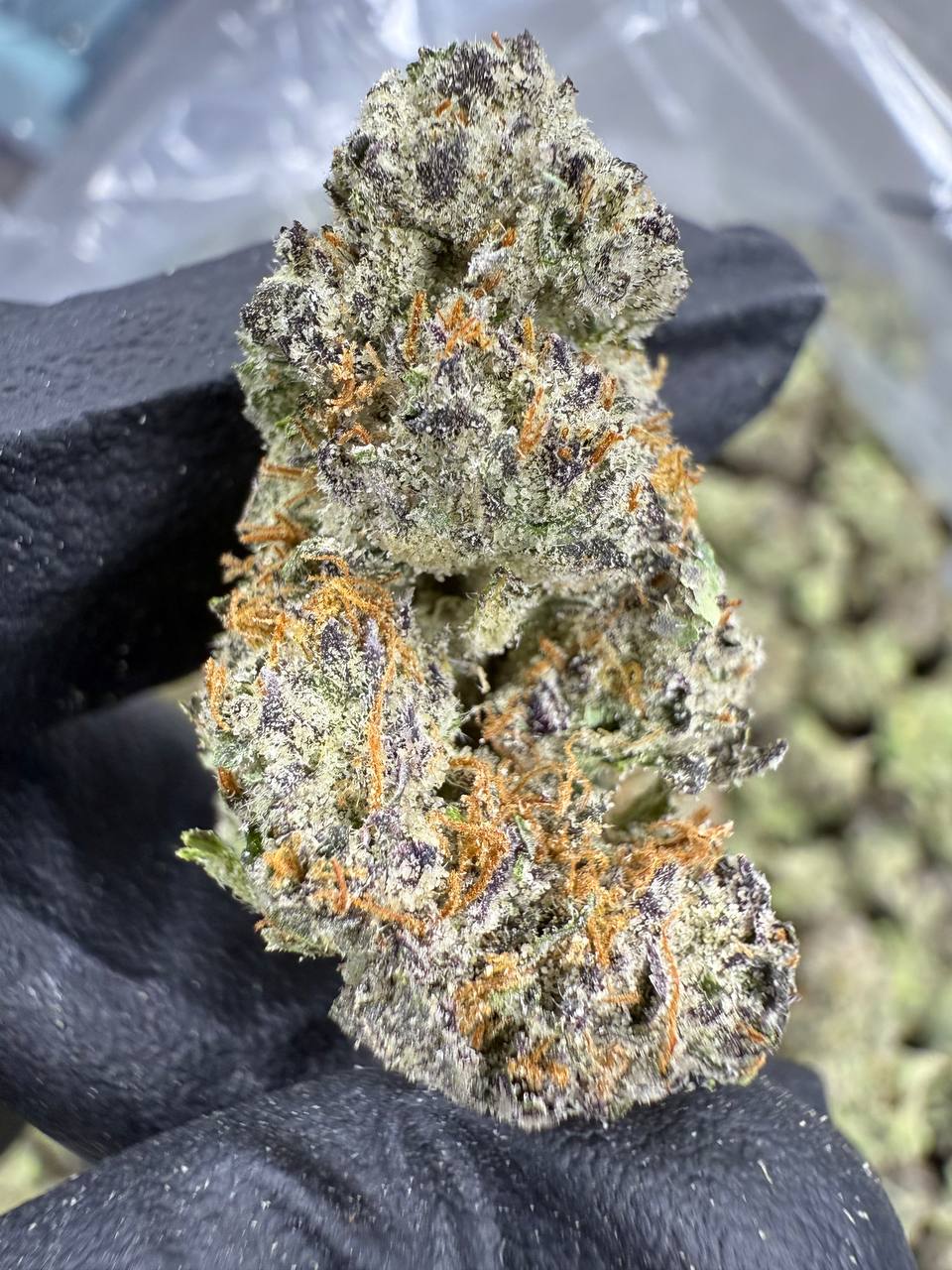 Gumbo - THCA FLOWER - EXOTIC INDOOR