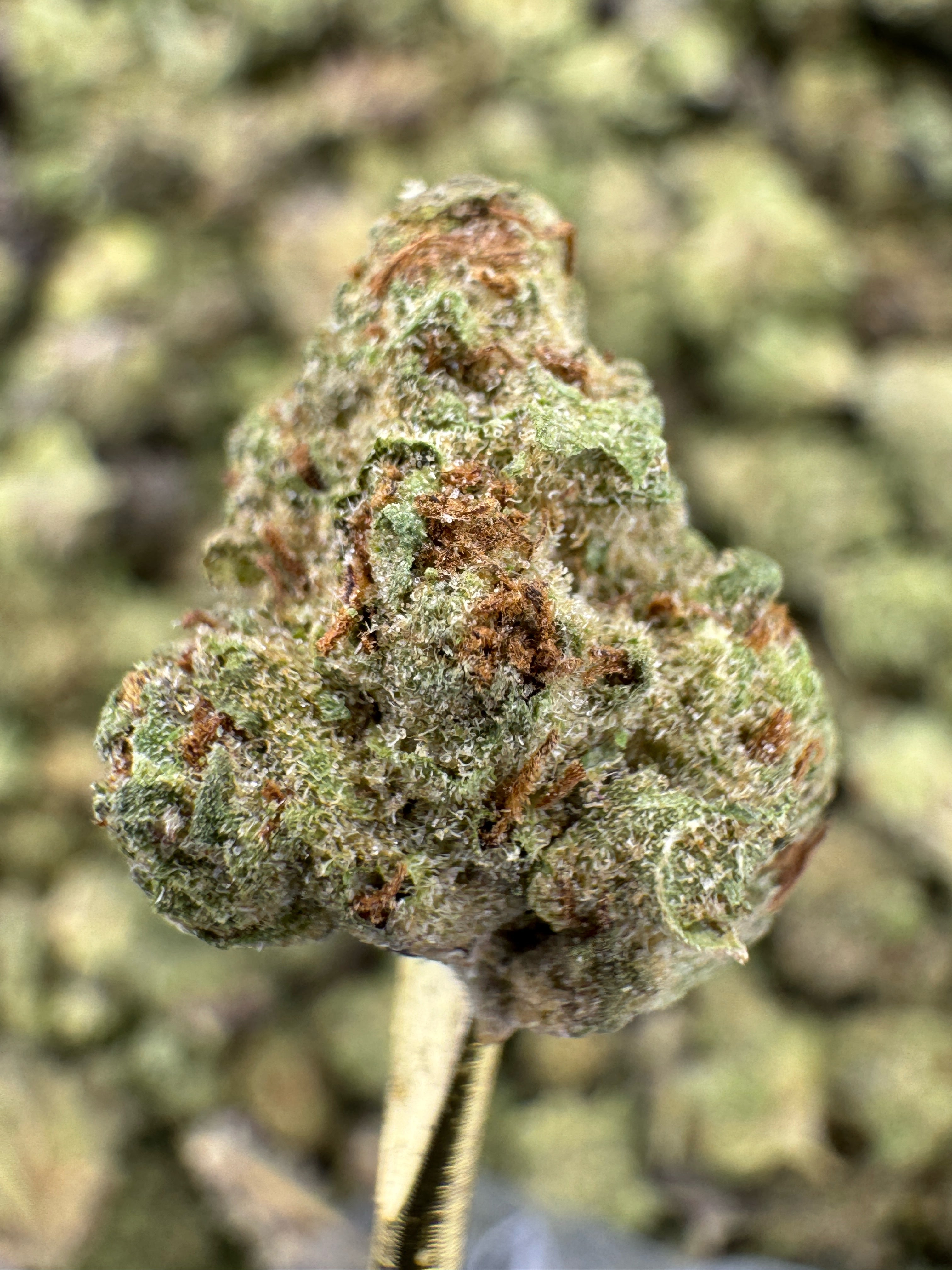 Gush Mintz - THCA Flower - Greenhouse Gold Nuggets