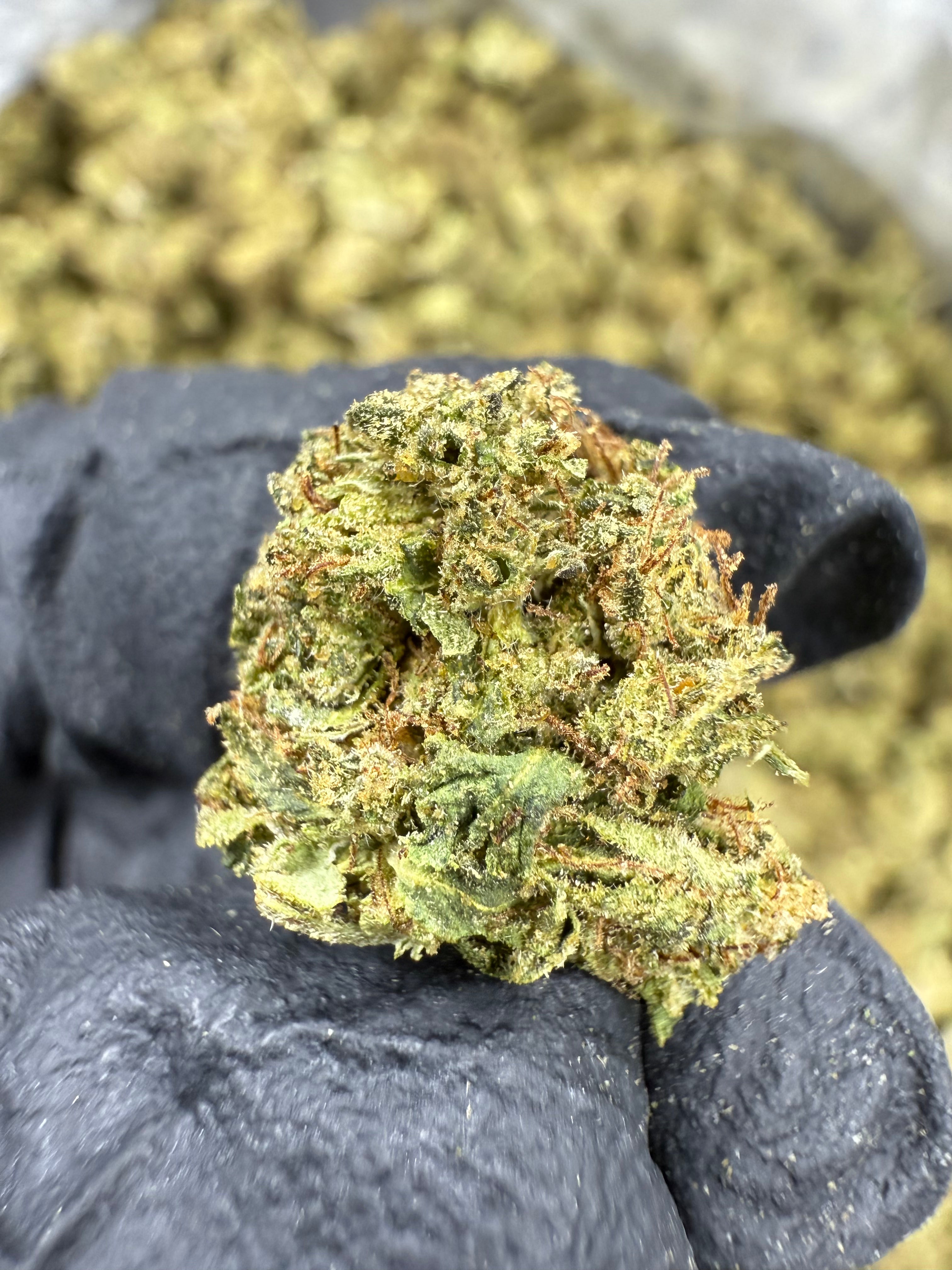 Gush Mintz - THCA BULK Flower - Sungrown Smalls