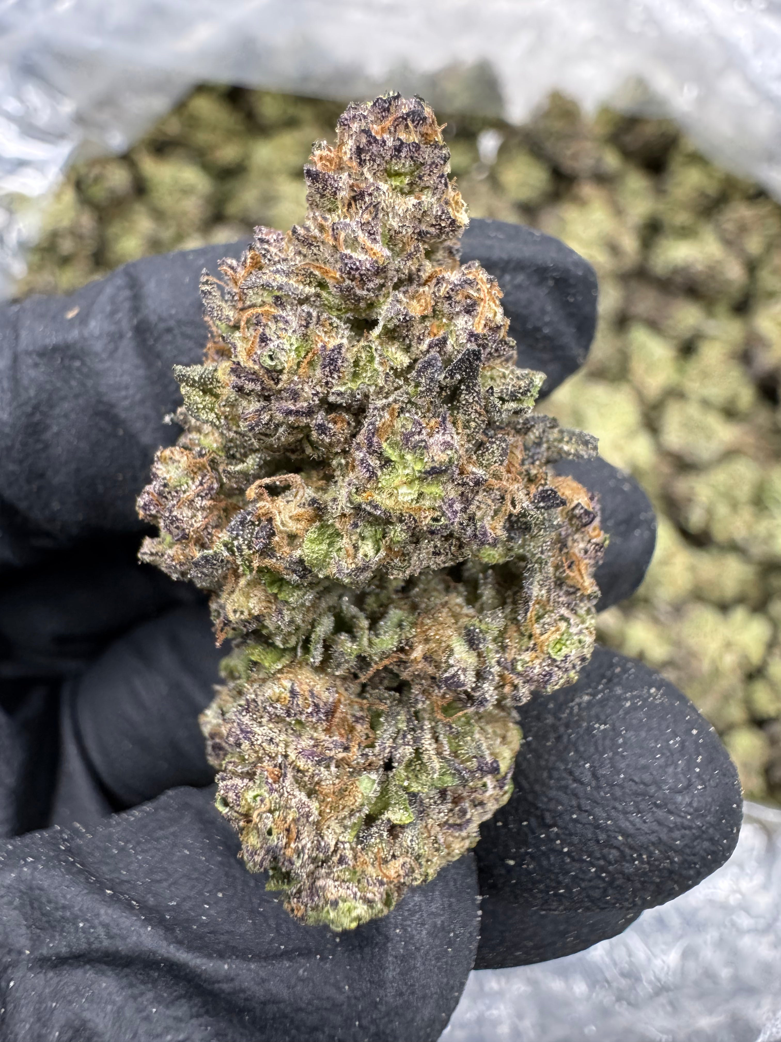 Gush Mintz - THCA BULK Flower - Greenhouse