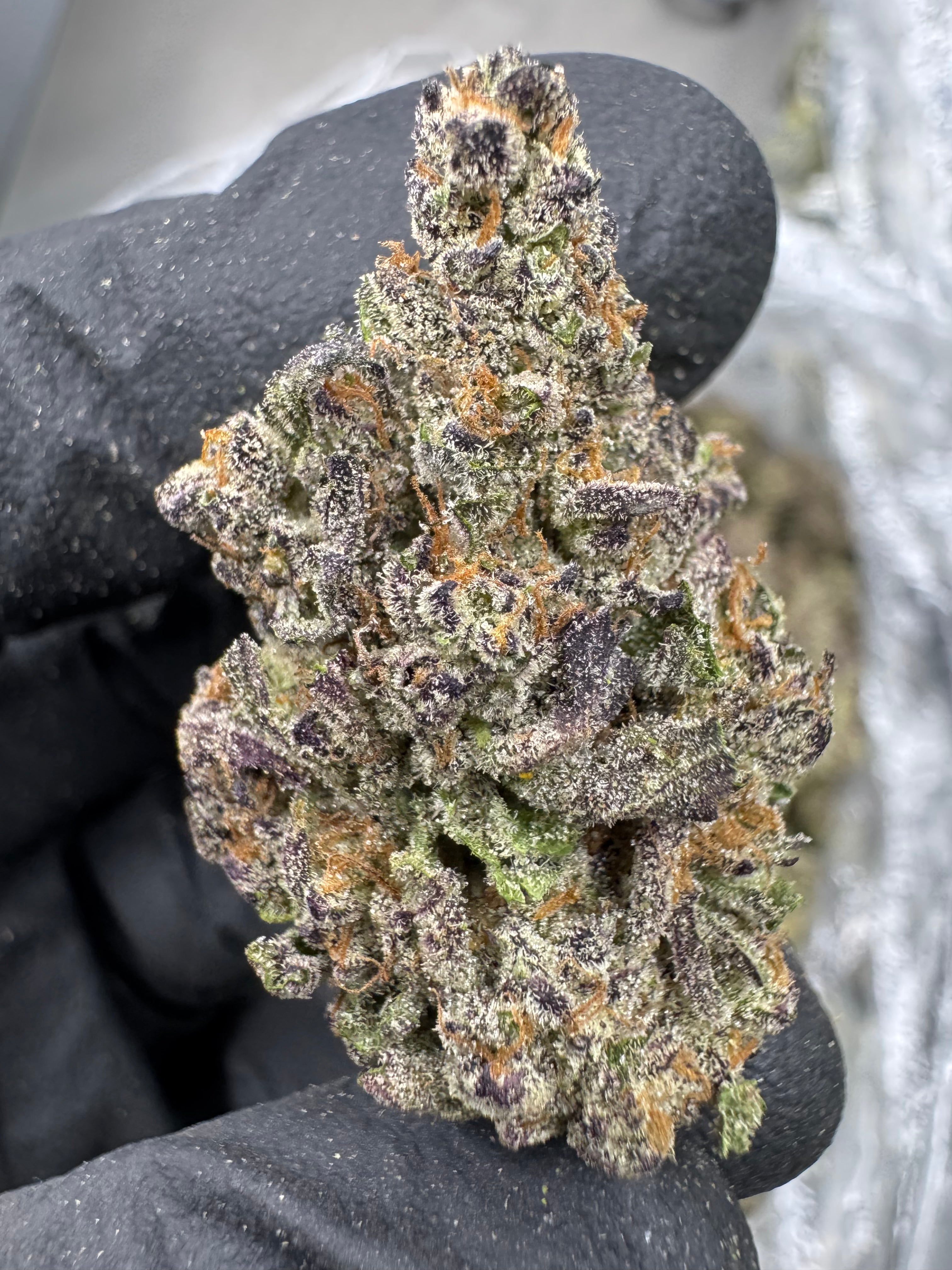 Gushers - THCA BULK Flower - Indoor