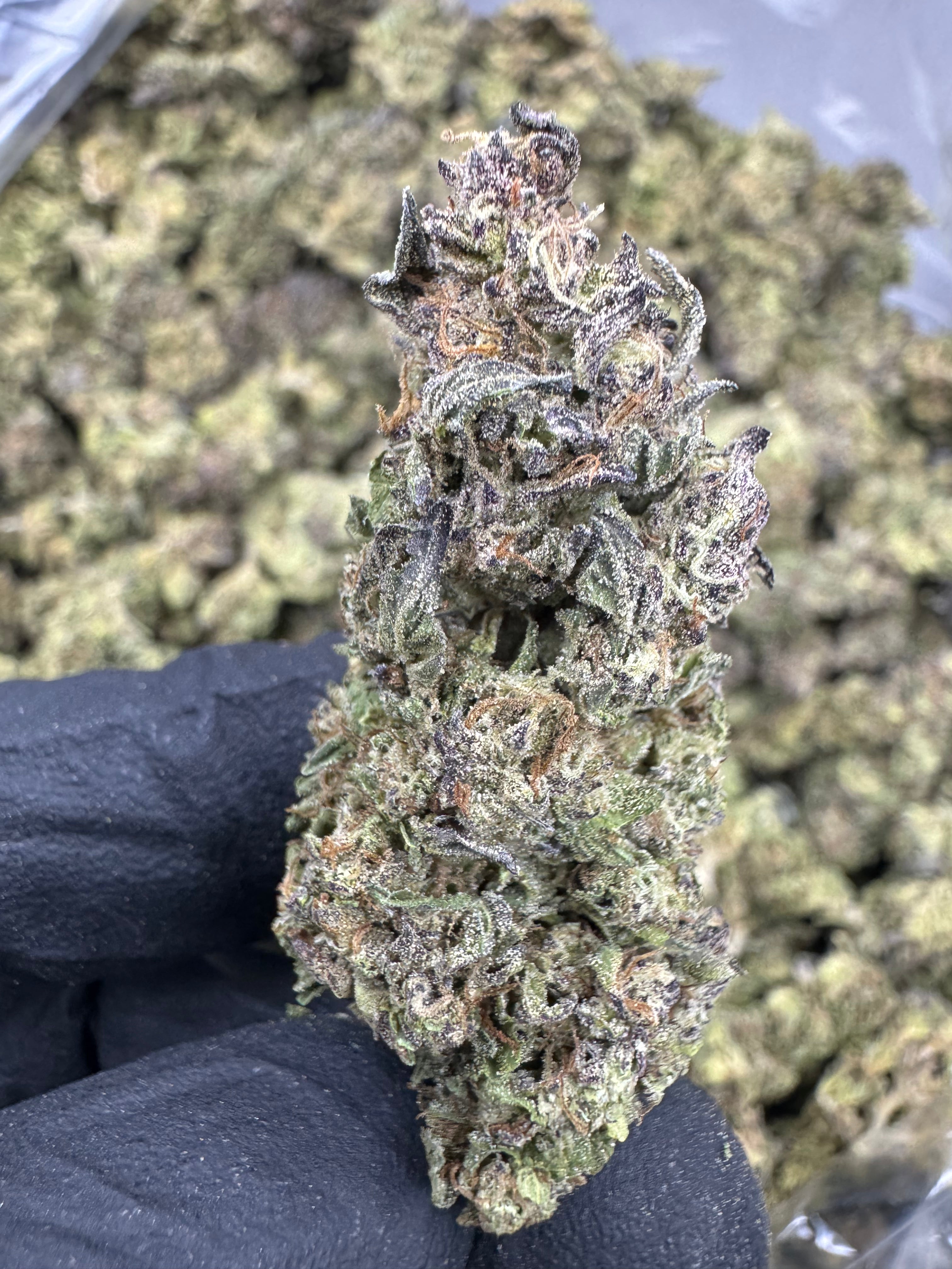 Gushers - THCA BULK Flower - Sungrown