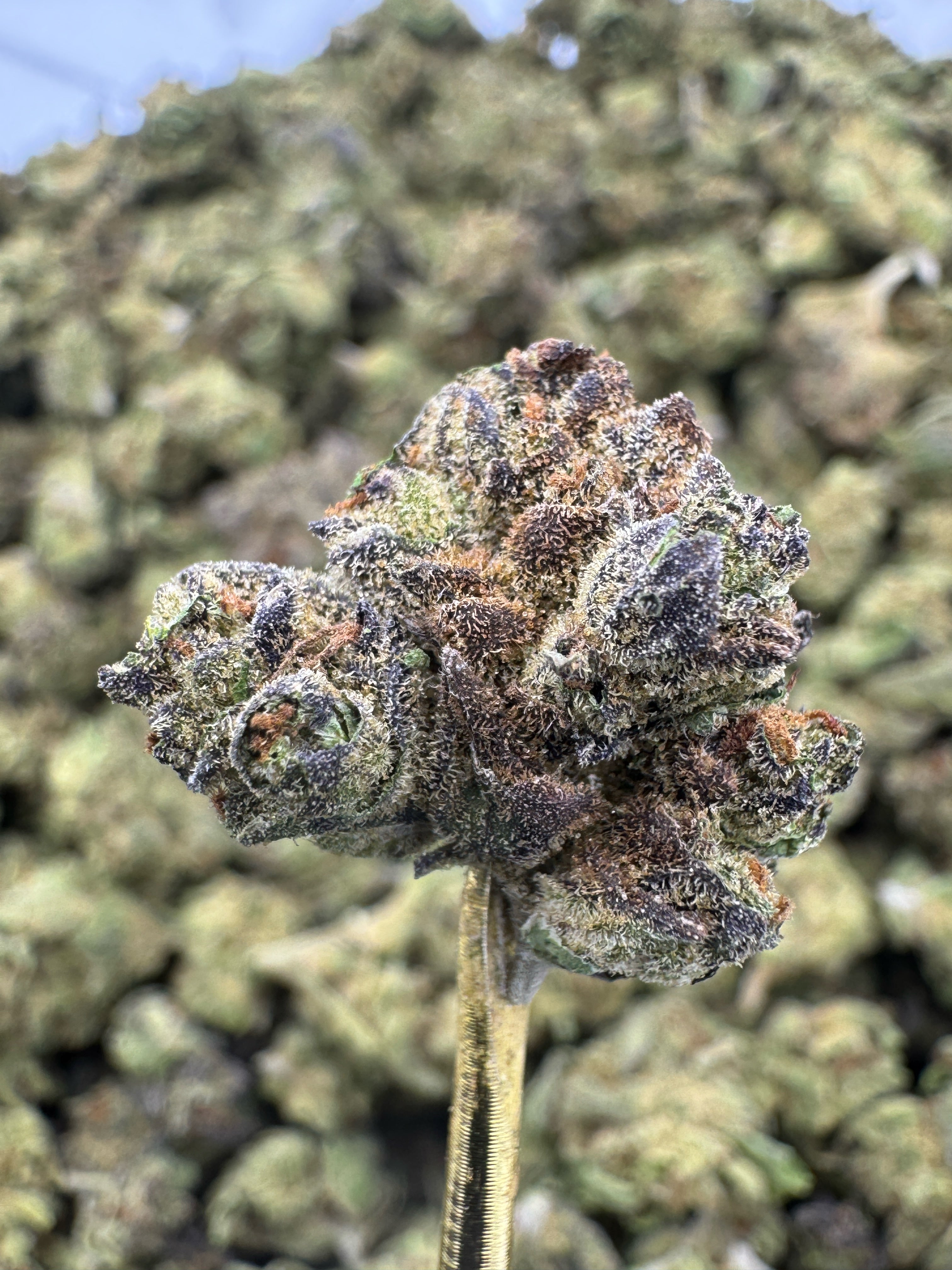 Gushers - THCA Flower - Indoor Gold Nuggets