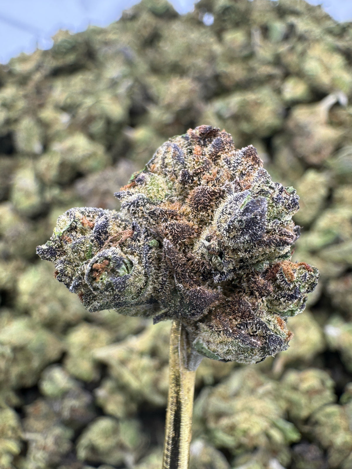 Gushers - THCA Flower - Indoor Gold Nuggets