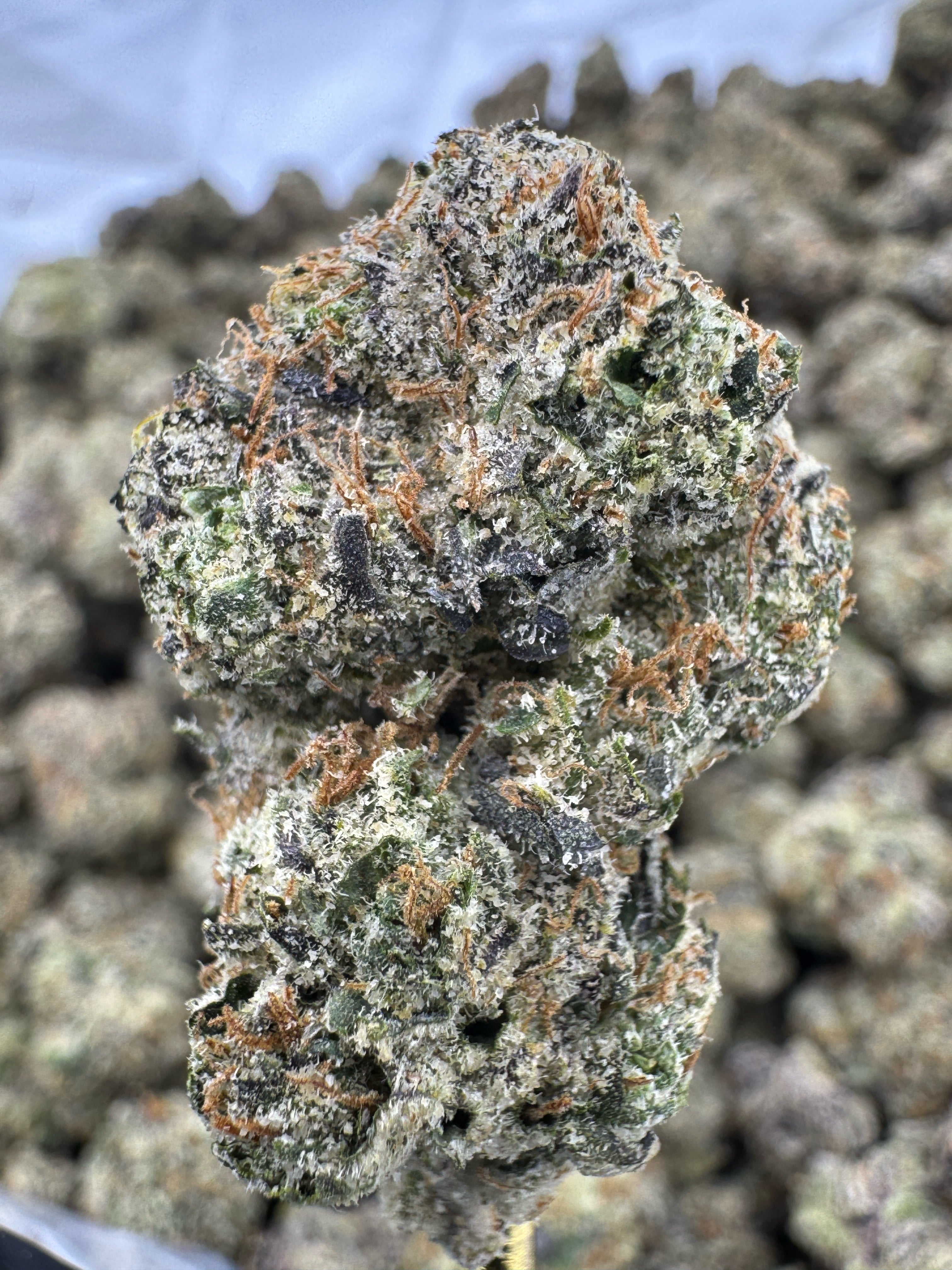 Gushers - THCA BULK Flower - Indoor Exotic