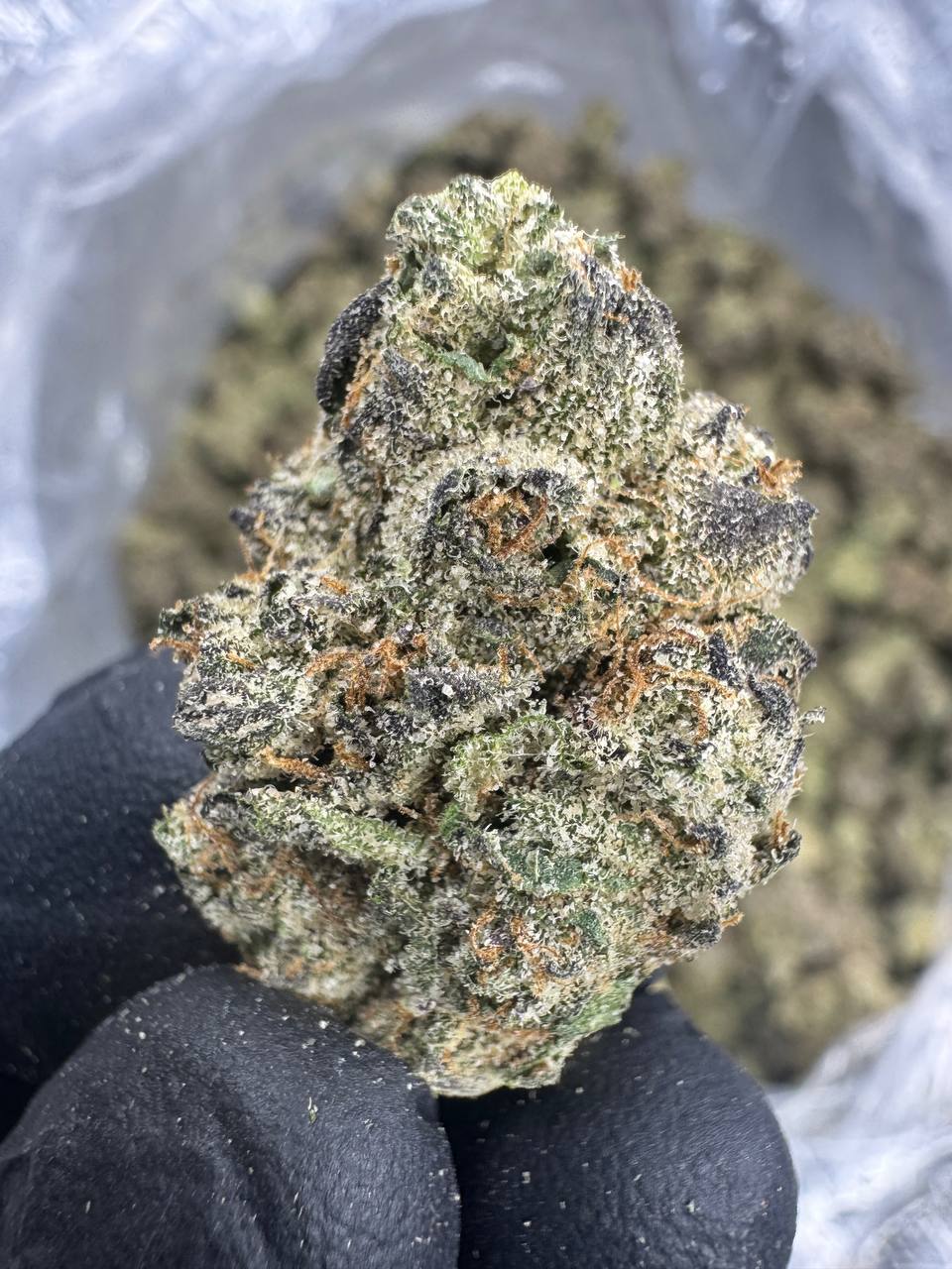 Gushers - THCA BULK FLOWER - EXOTIC INDOOR