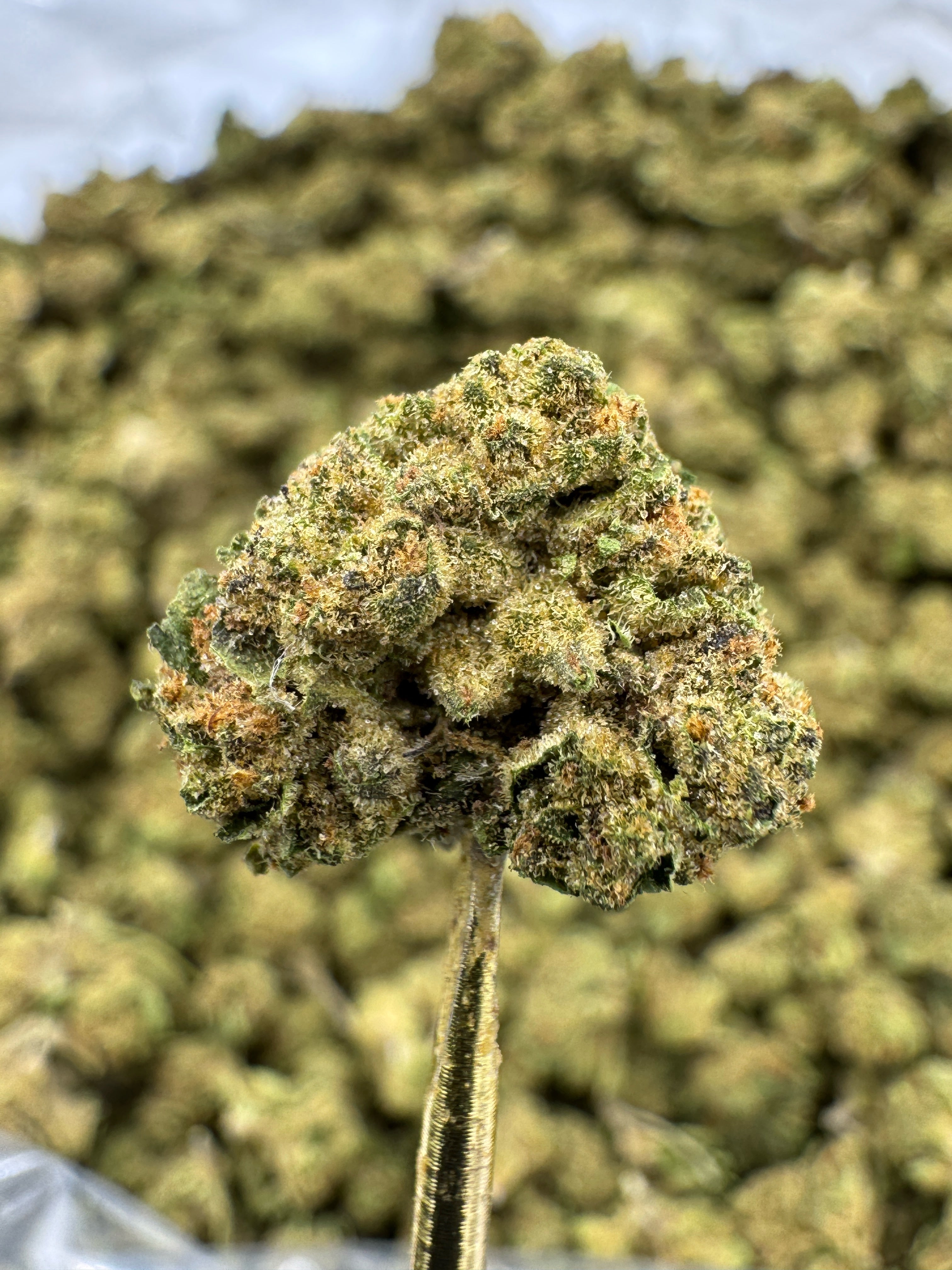 Gushers - THCA Flower - Greenhouse Gold Nuggets
