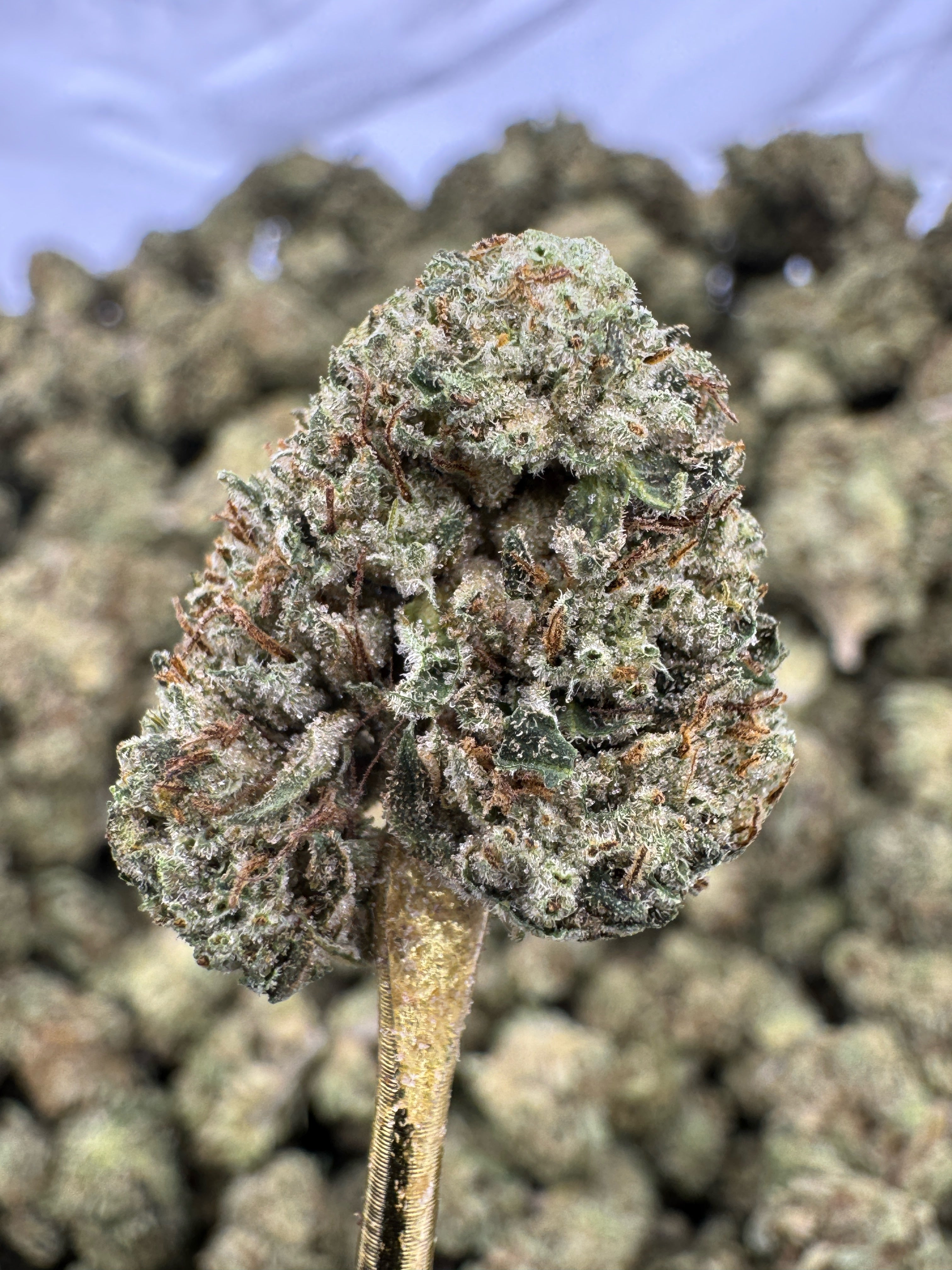 Gushers - THCA BULK Flower - Greenhouse Smalls