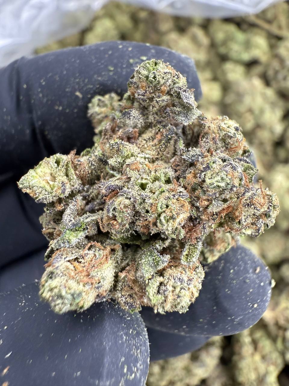 Gushers - THCA BULK FLOWER - TOP SHELF