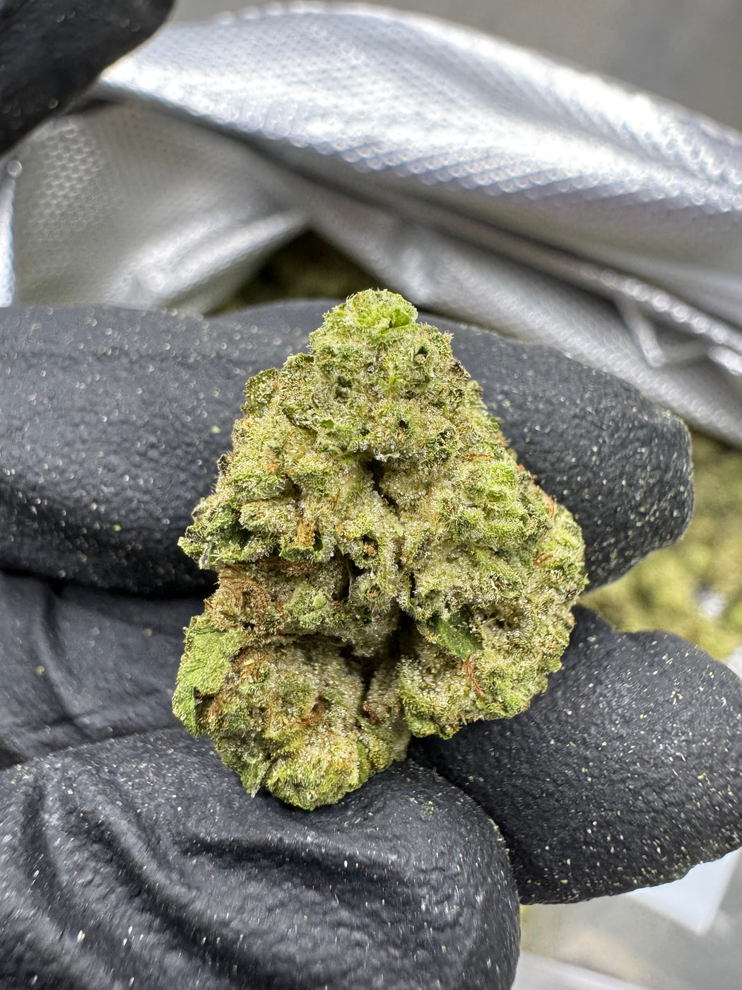 Hash Burger - THCA BULK FLOWER - AA INDOOR SMALLS