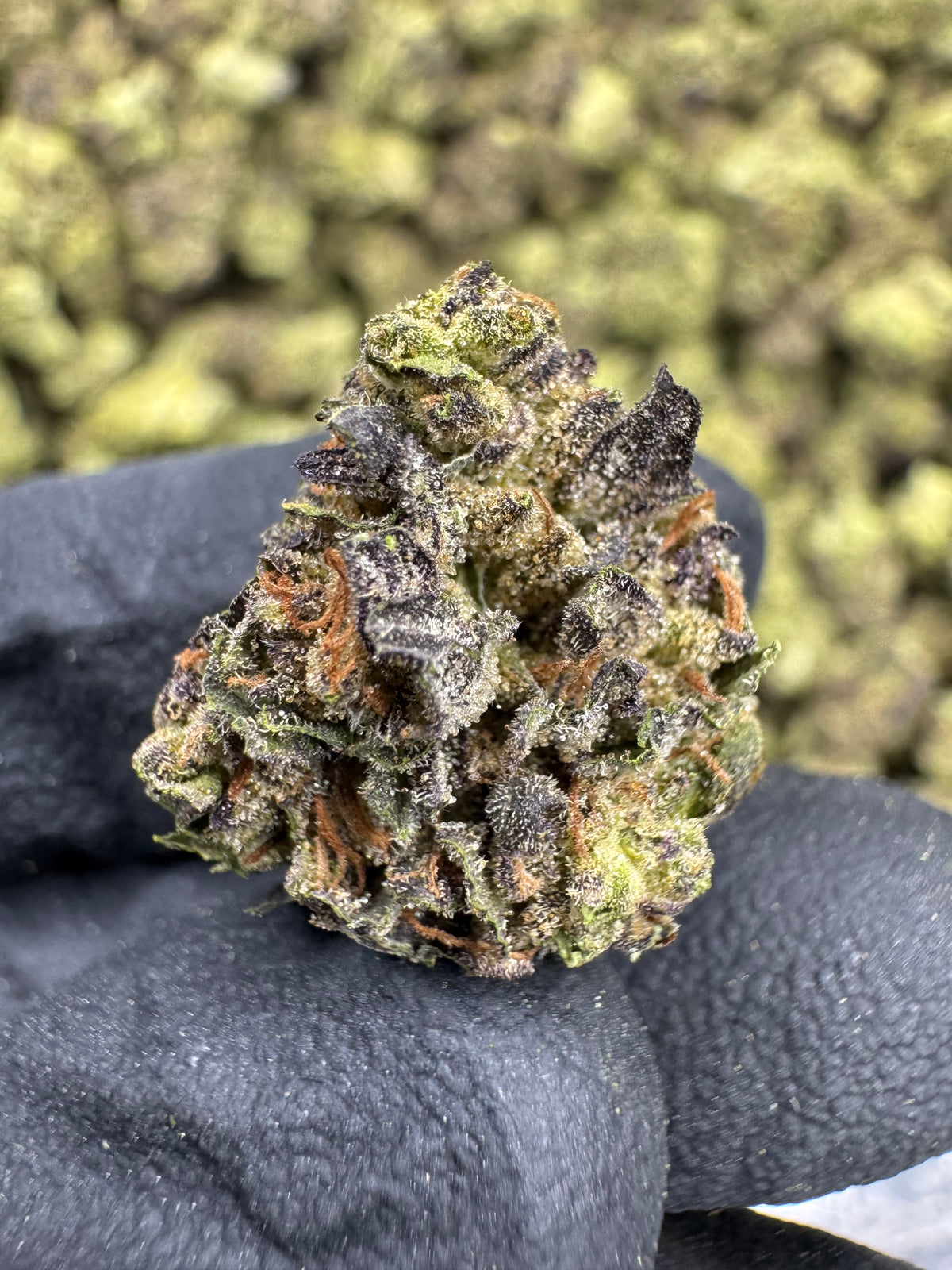 Hash Burger - THCA BULK Flower - Sungrown Mediums