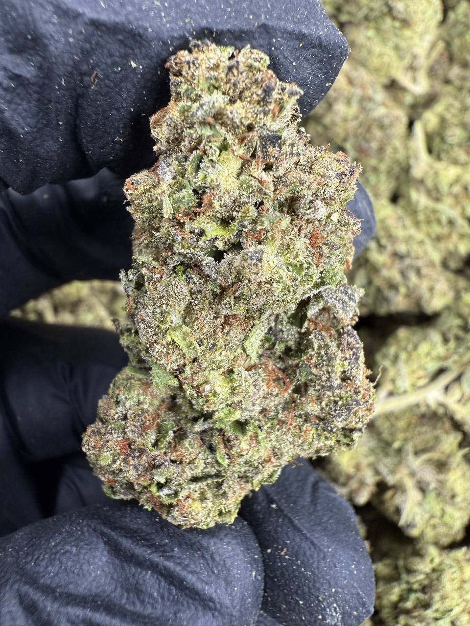 Hash Burger - THCA BULK Flower - Sungrown