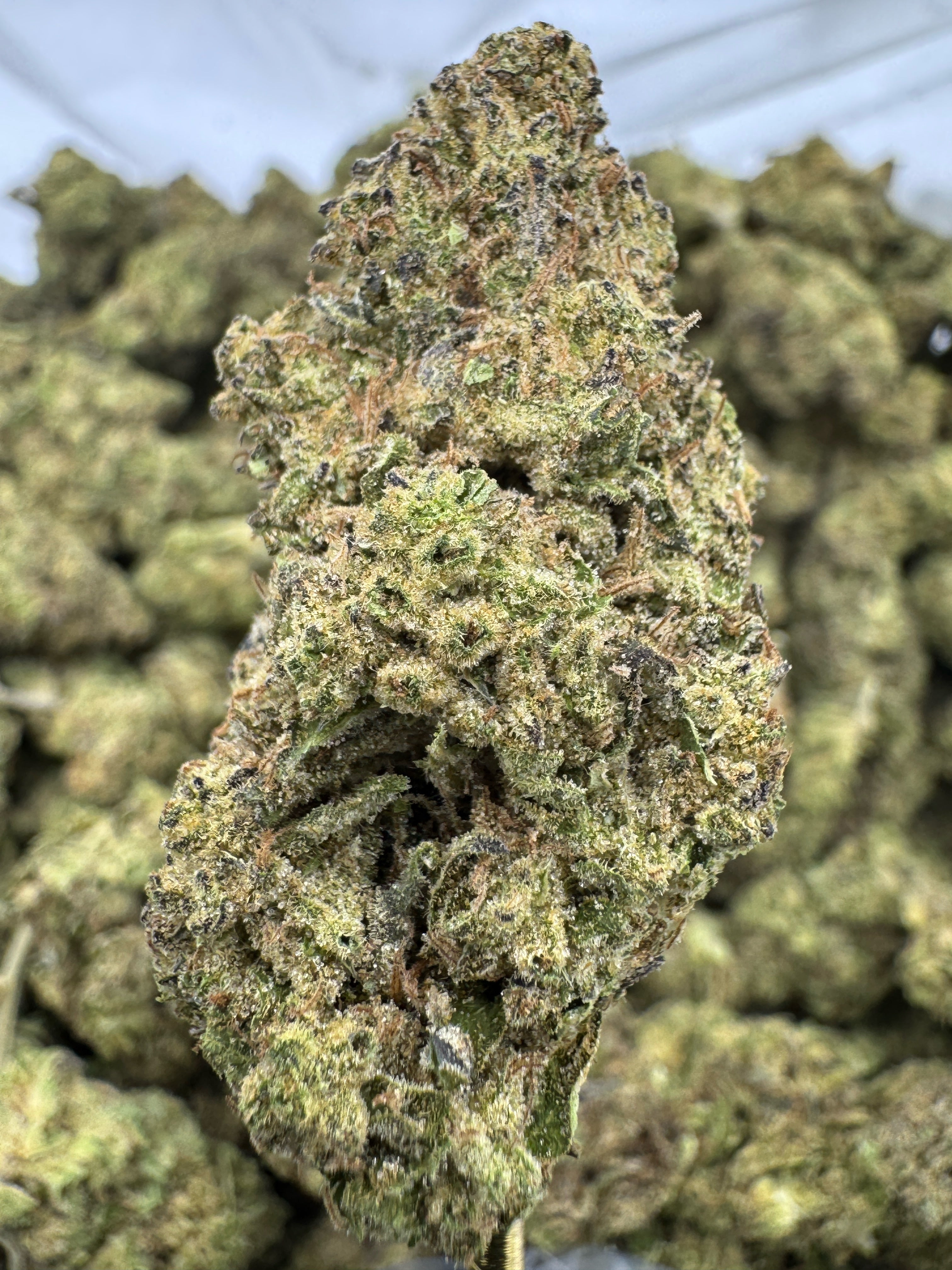 Hash Burger - THCA BULK Flower - Indoor