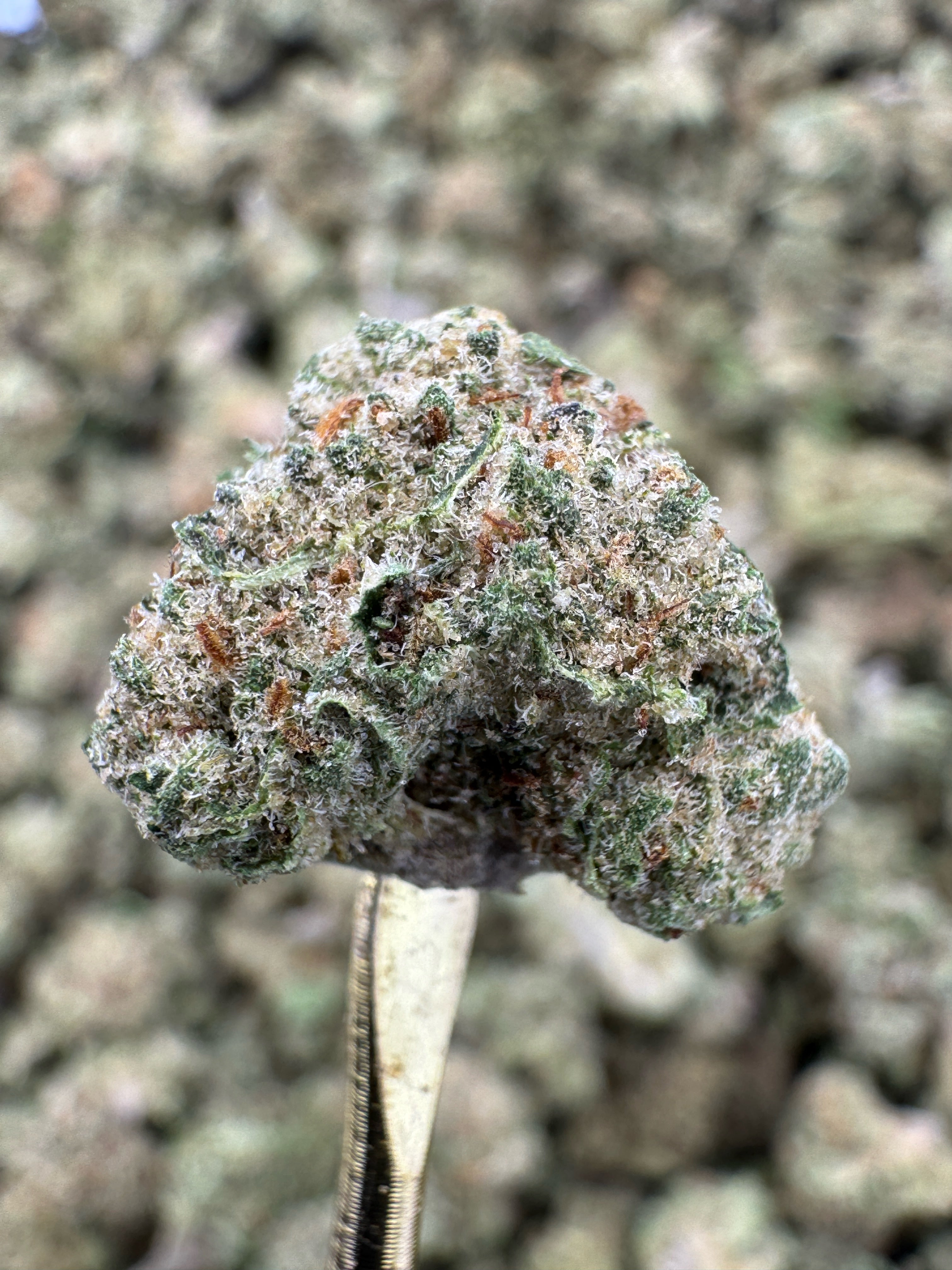 Hash Burger - THCA Flower - Greenhouse Gold Nuggets