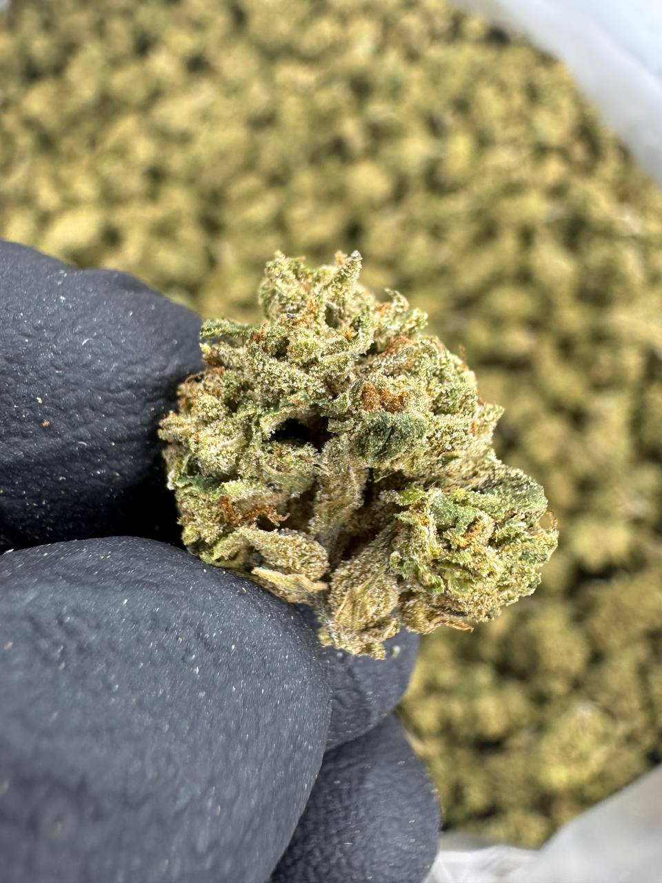Headband - THCA BULK Flower - Sungrown Smalls