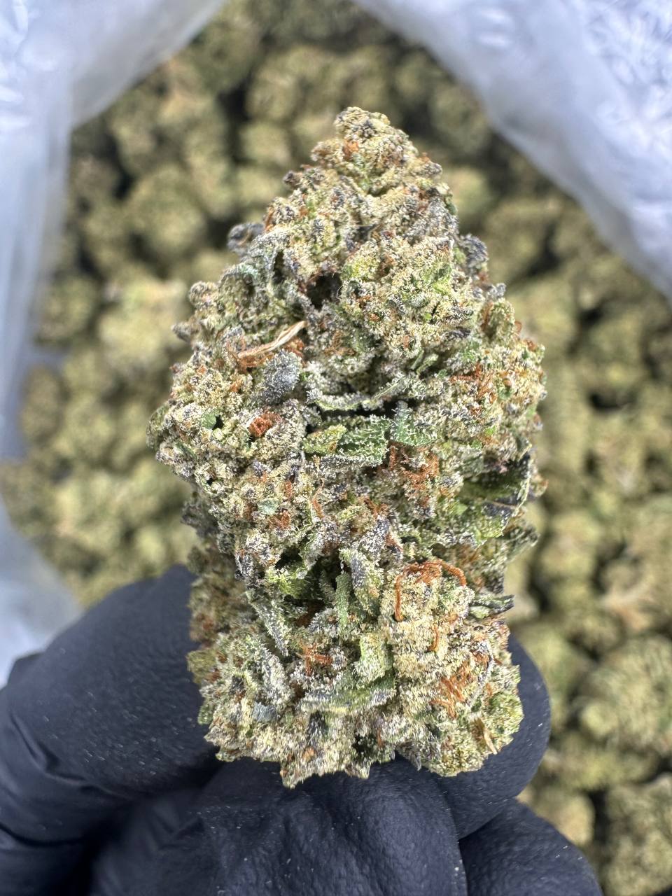 Headband - THCA BULK Flower - Sungrown