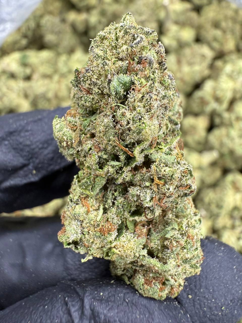 Headband - THCA Flower - Sungrown Top Cut