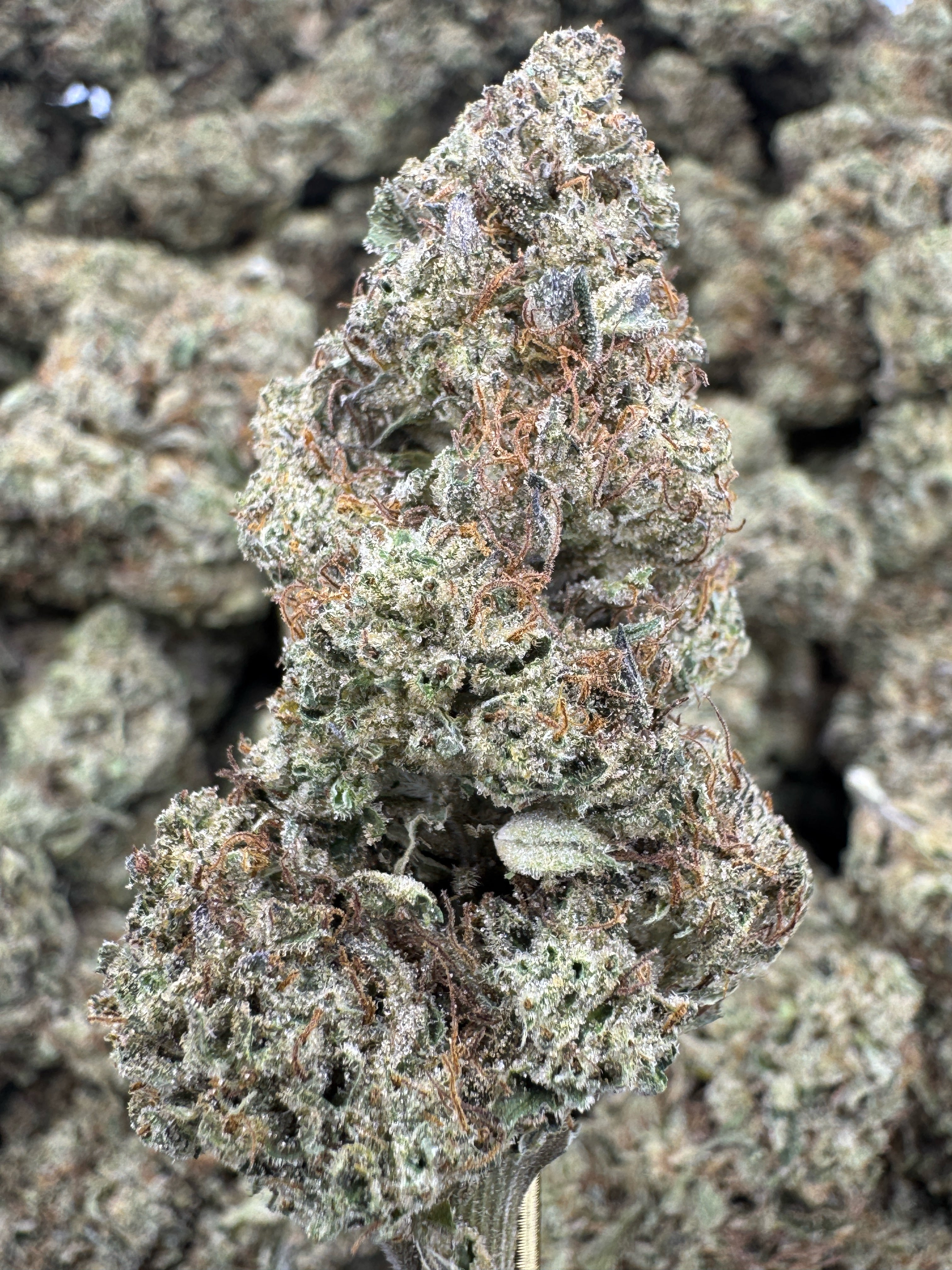 Hella Jelly - THCA BULK Flower - Greenhouse