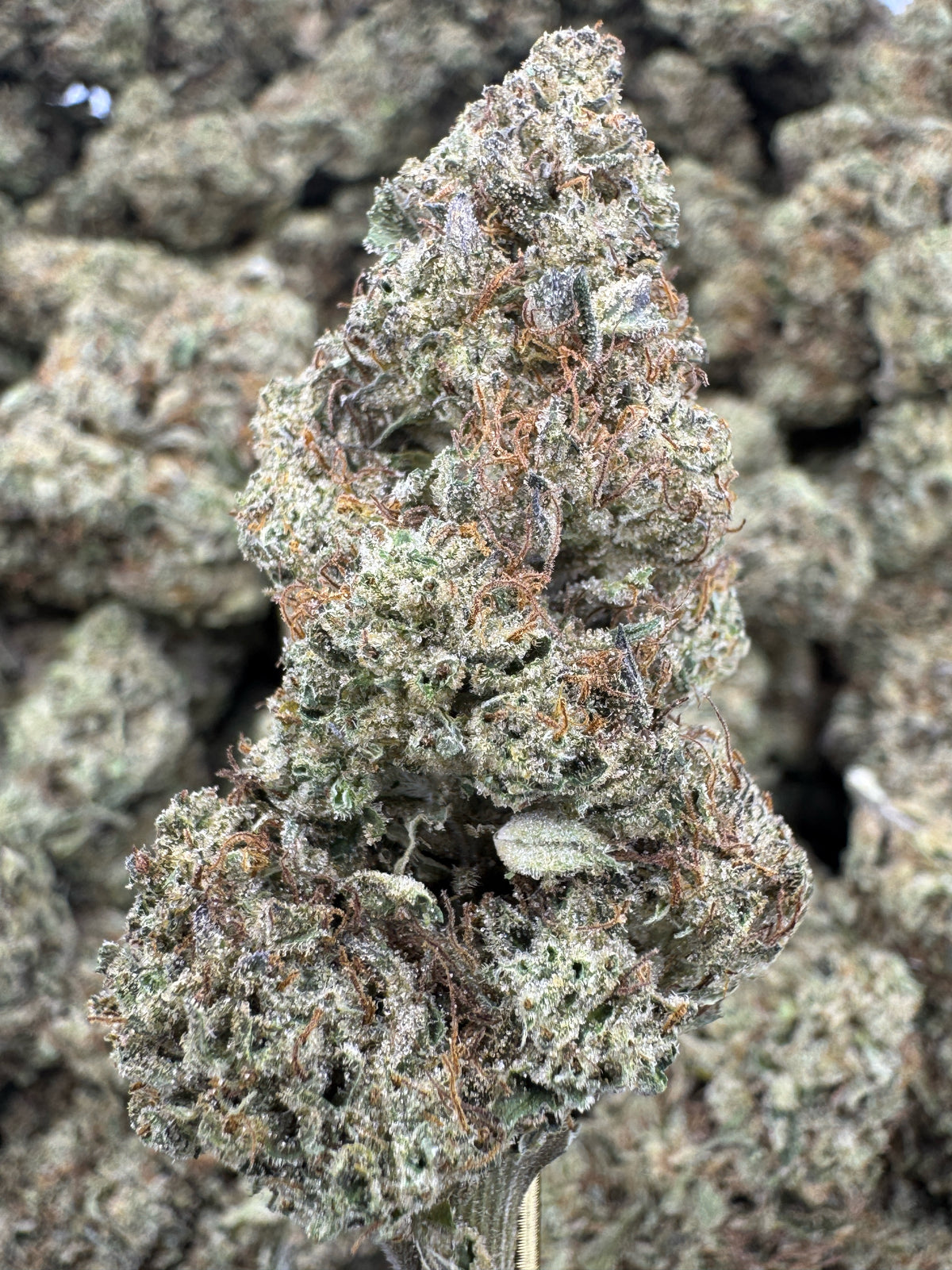 Hella Jelly - THCA BULK Flower - Greenhouse