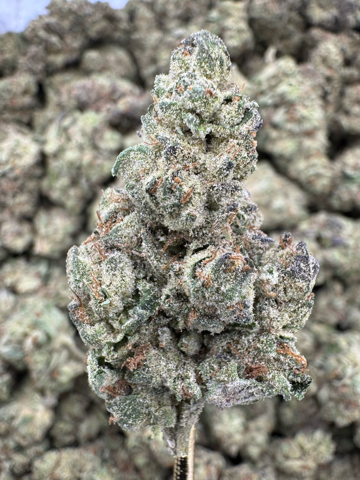 Hella Jelly - THCA Flower - Greenhouse Top Cut