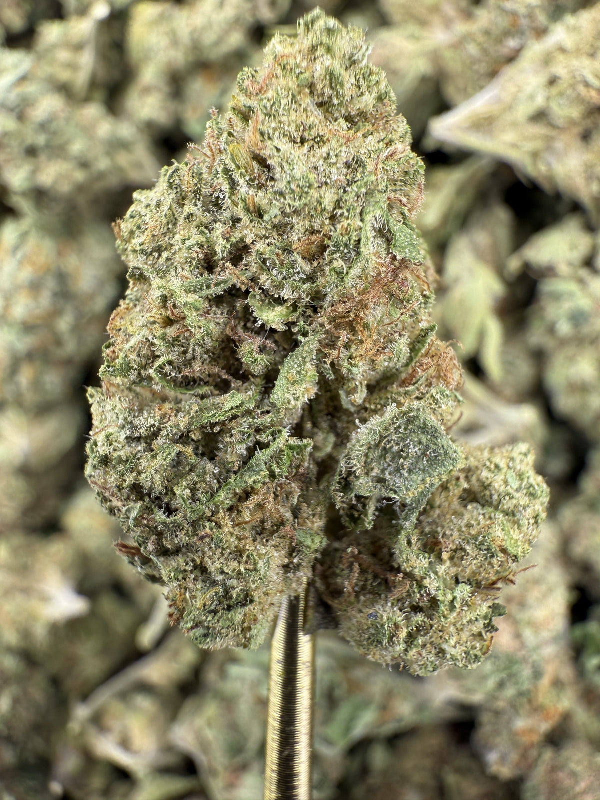 Honey Banana - THCA Flower - Greenhouse Gold Nuggets