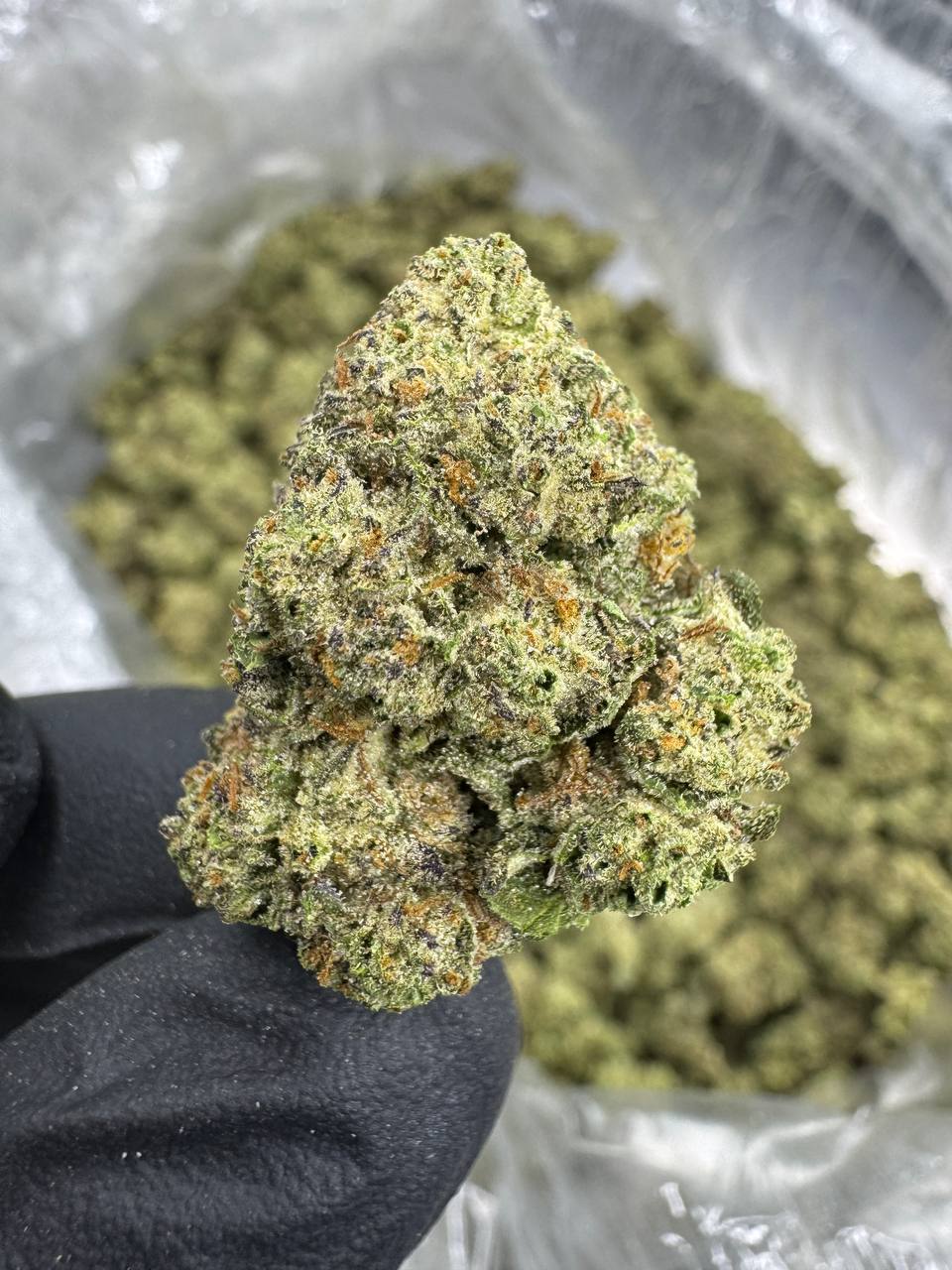 Ice Cream Cake - THCA BULK Flower - Sungrown