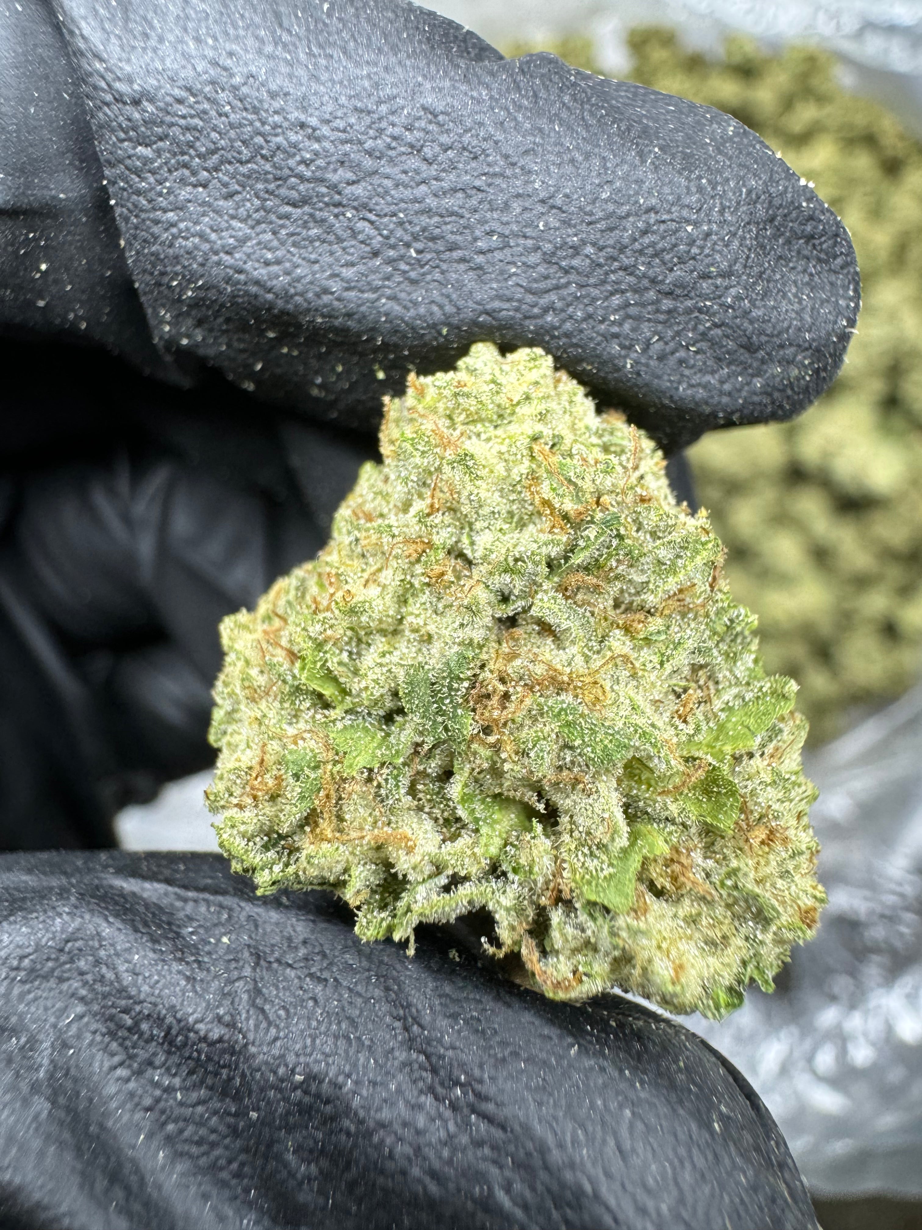 Gastro Pop - THCA BULK Flower - Greenhouse