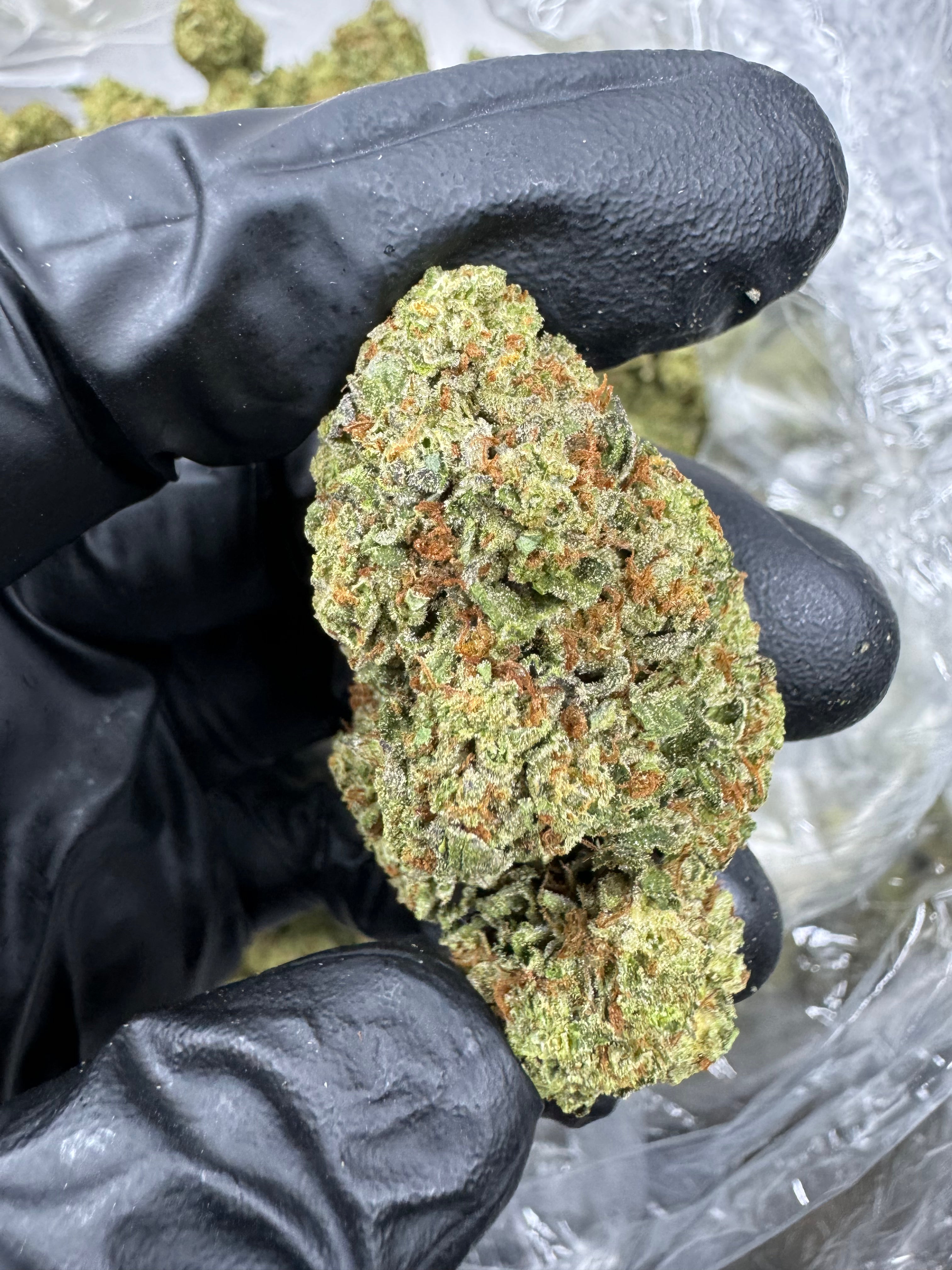 Gelato - THCA BULK Flower - Greenhouse