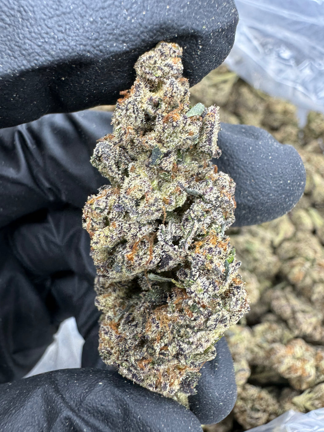 Glitterbomb - THCA BULK FLOWER - AA INDOOR