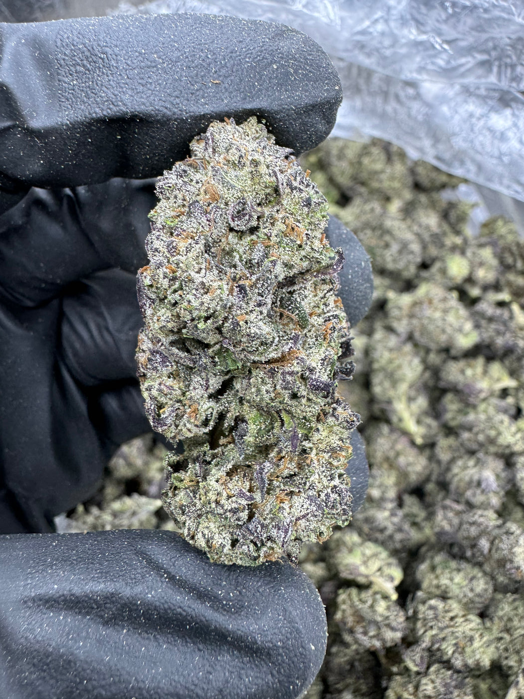 Purple Runtz - THCA BULK FLOWER- AA INDOOR
