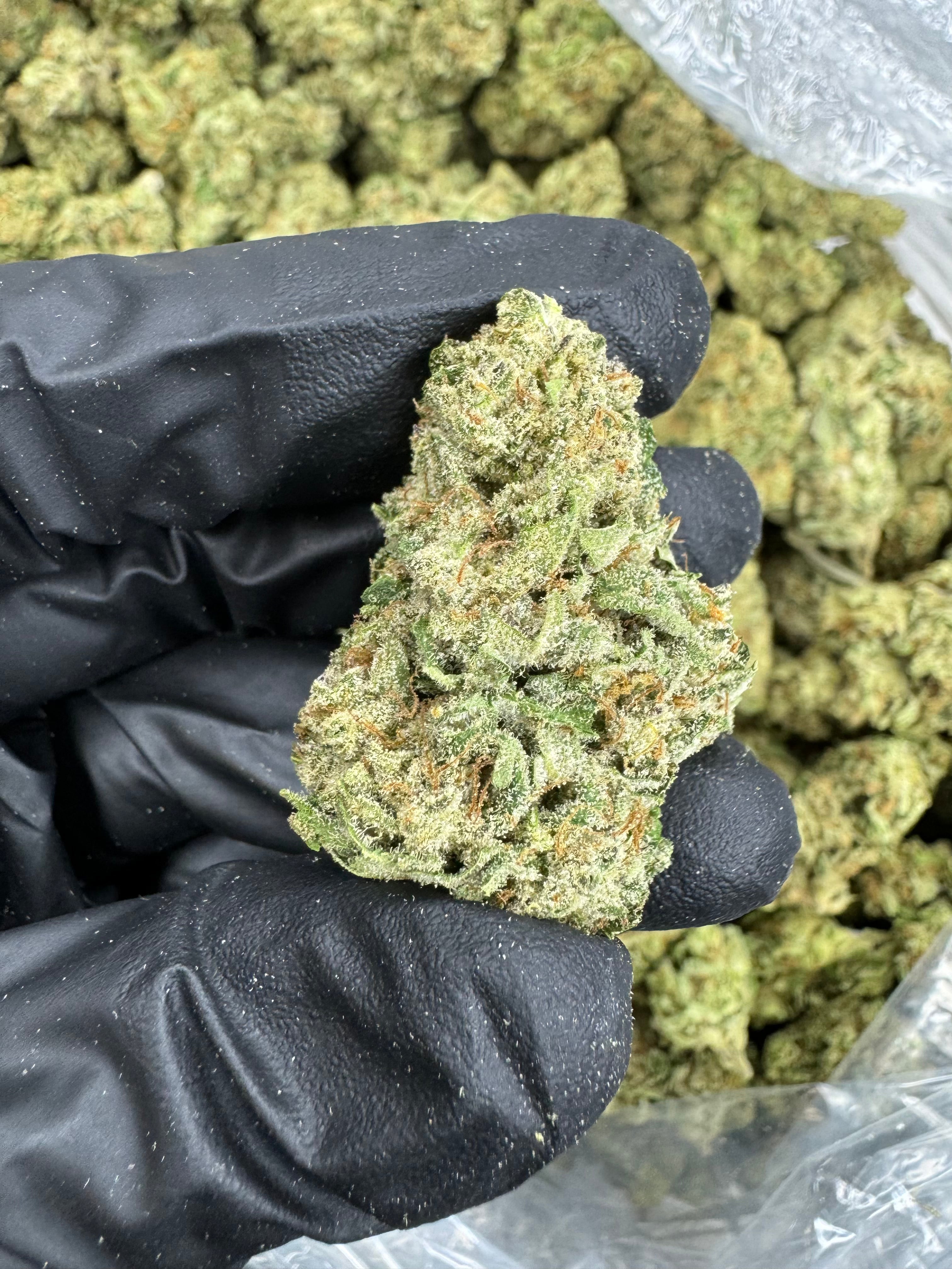 Mimosa - THCA BULK Flower - Greenhouse