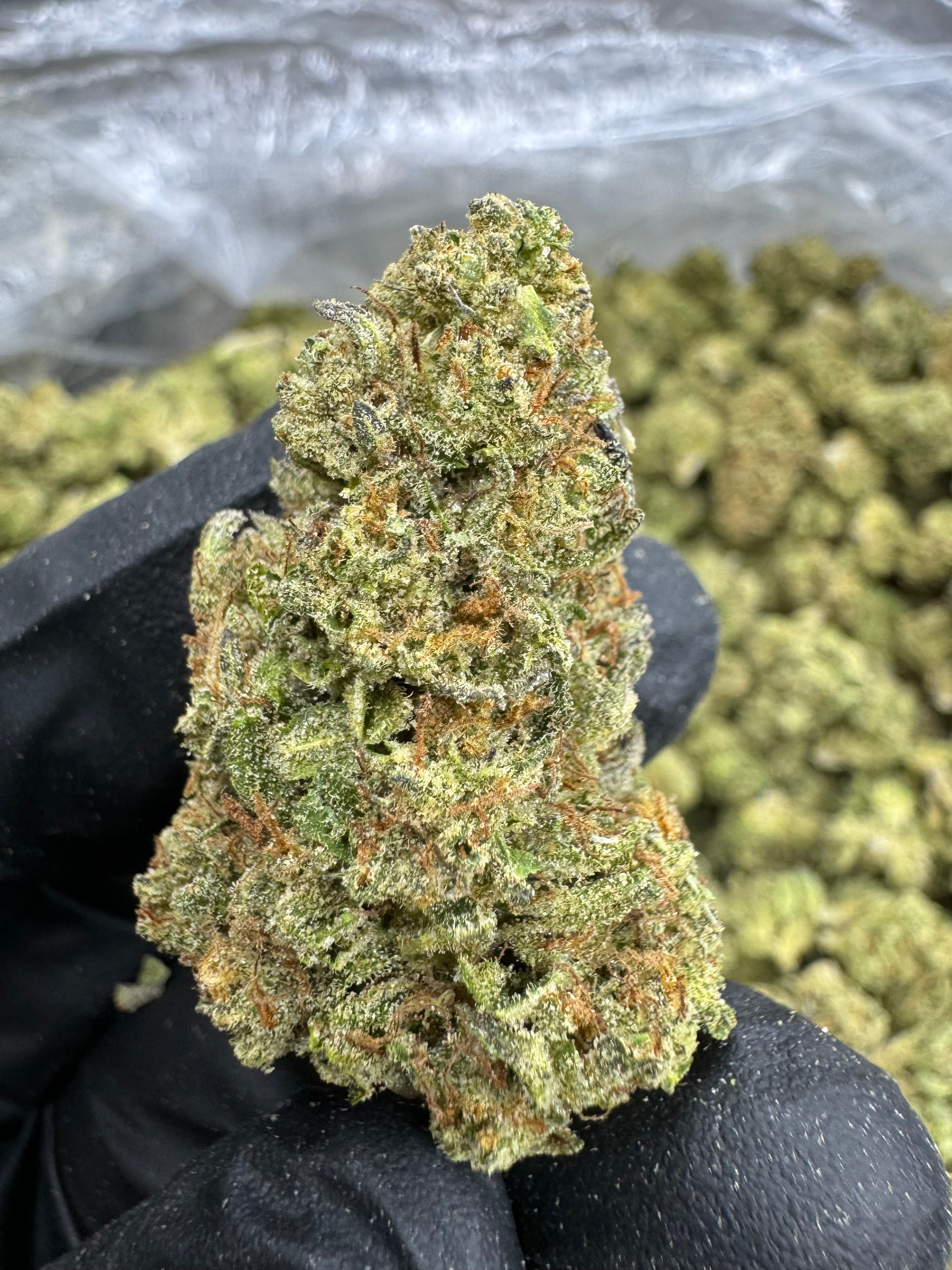 Runtz Creek - THCA BULK Flower - Greenhouse