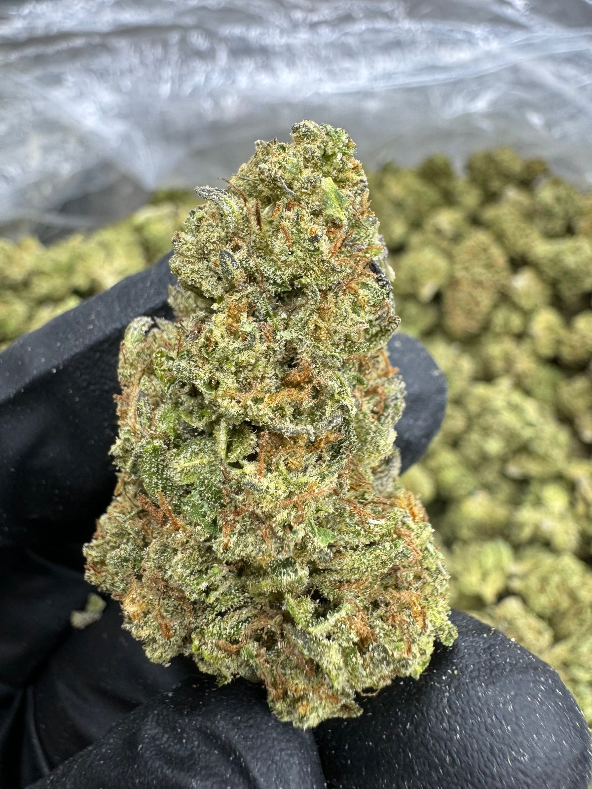 Runtz Creek - THCA BULK Flower - Greenhouse