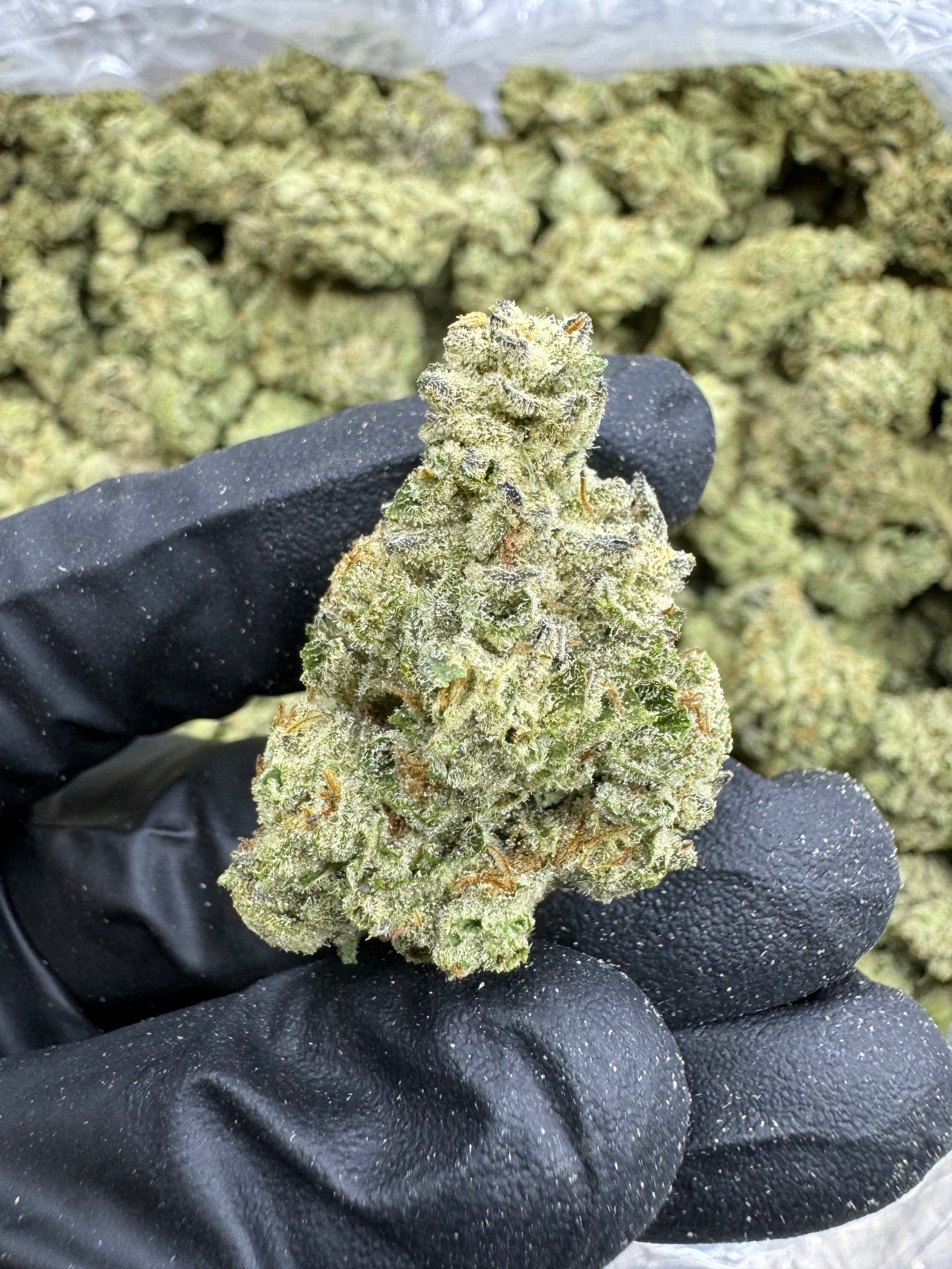 Mango - THCA BULK Flower - Greenhouse