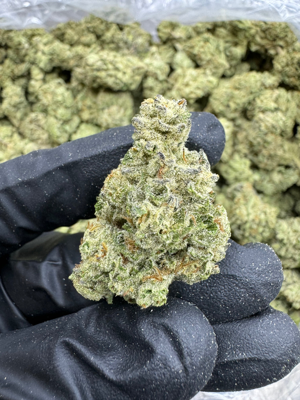 Mango - THCA BULK Flower - Greenhouse