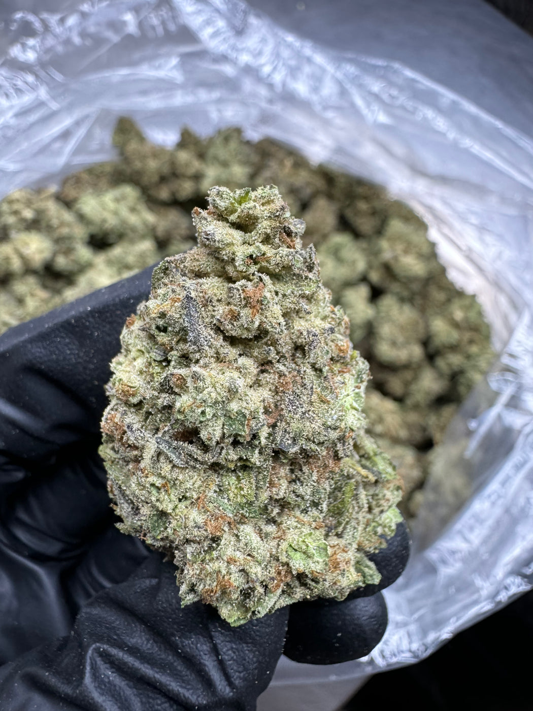 Gelato King - THCA BULK FLOWER - TOP SHELF