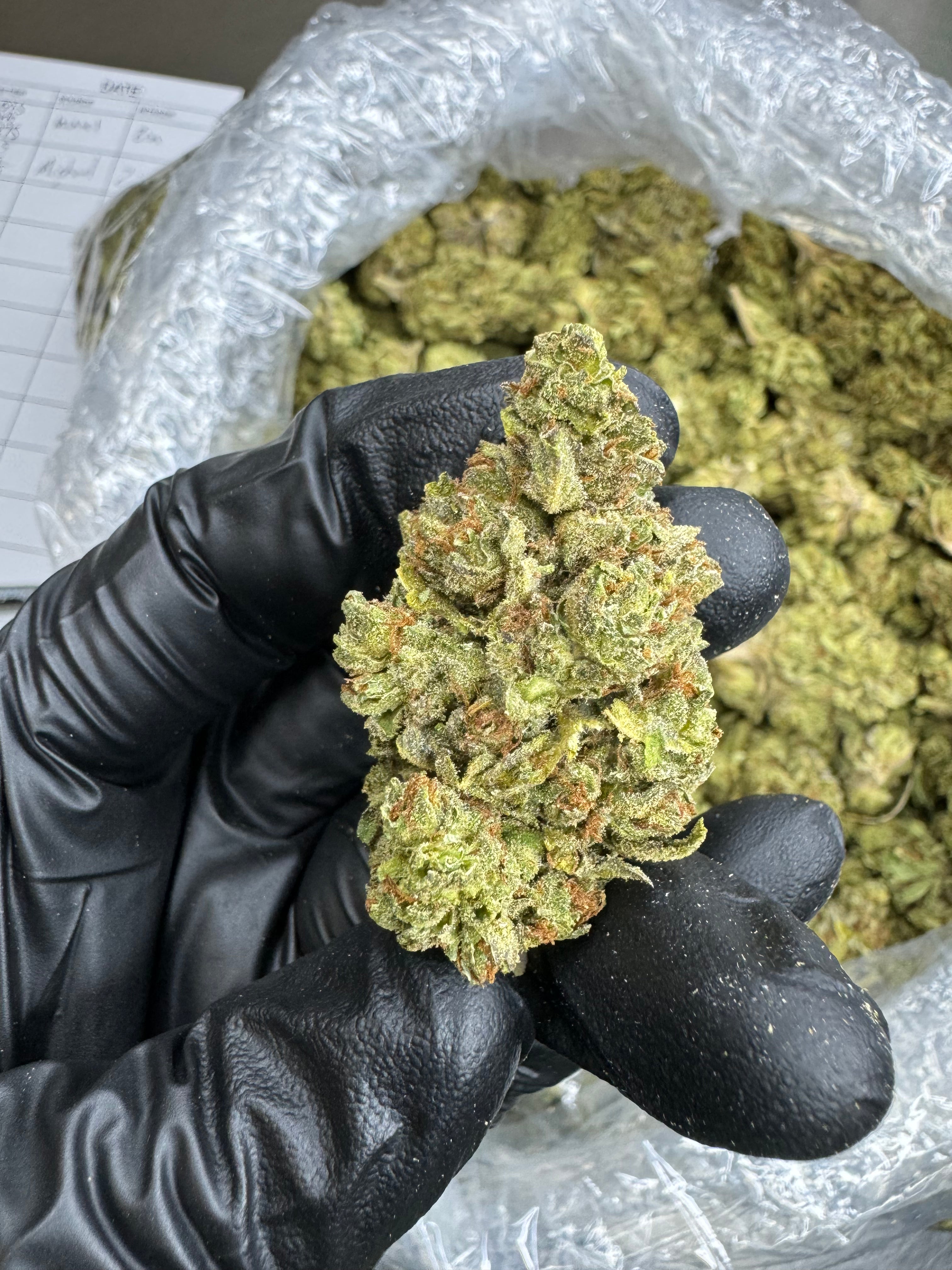 Grand Daddy Purple - THCA BULK Flower - Sungrown