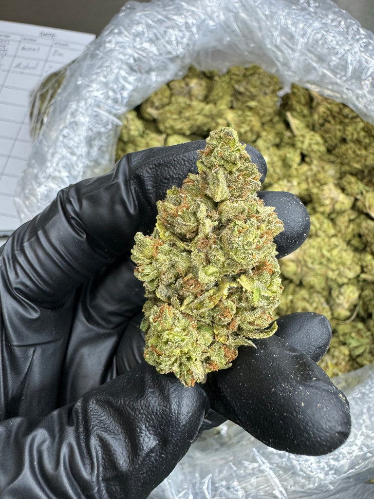 Grand Daddy Purple - THCA BULK FLOWER - CLASSIC RESERVE