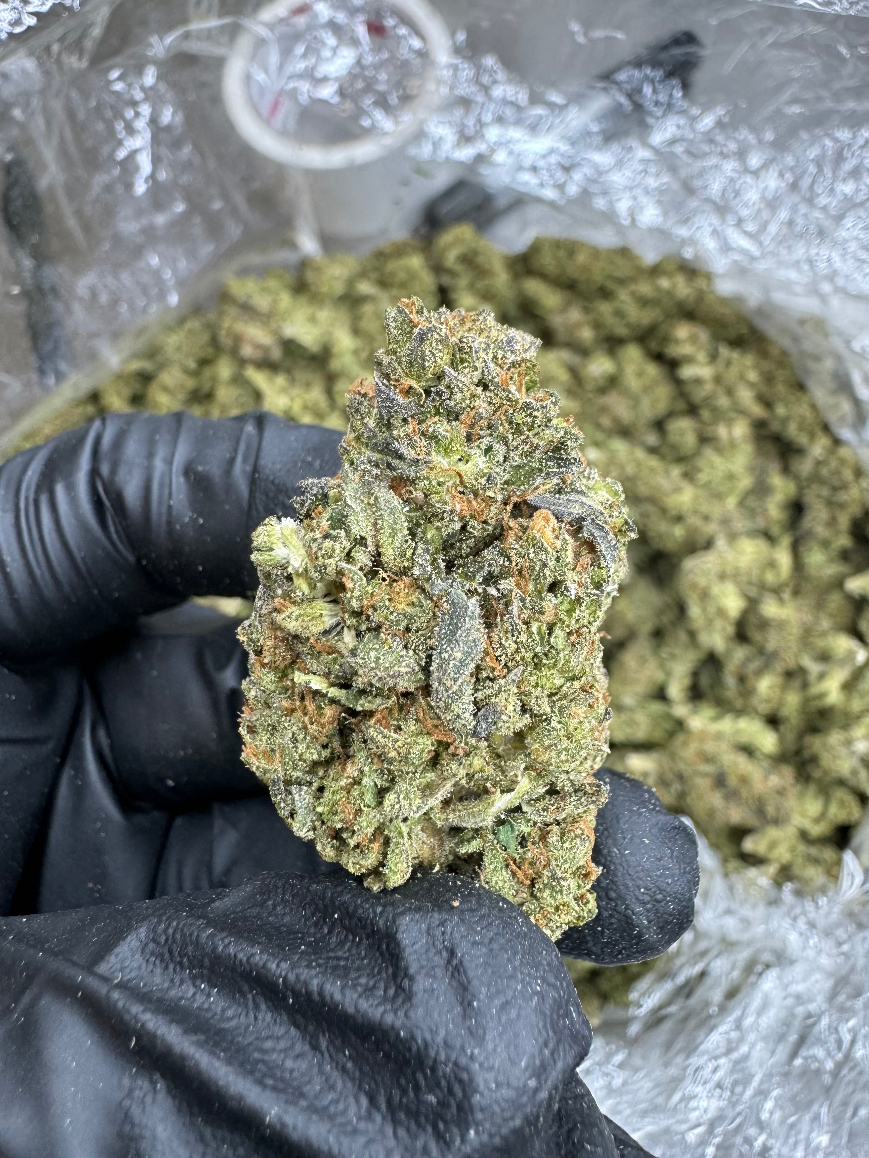 Tropicana Cookies - THCA BULK Flower - Sungrown