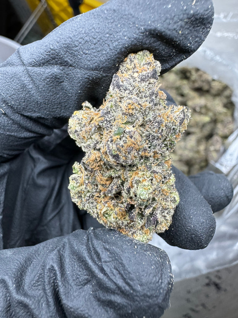 Sunset Sherbet - THCA BULK FLOWER - EXOTIC INDOOR