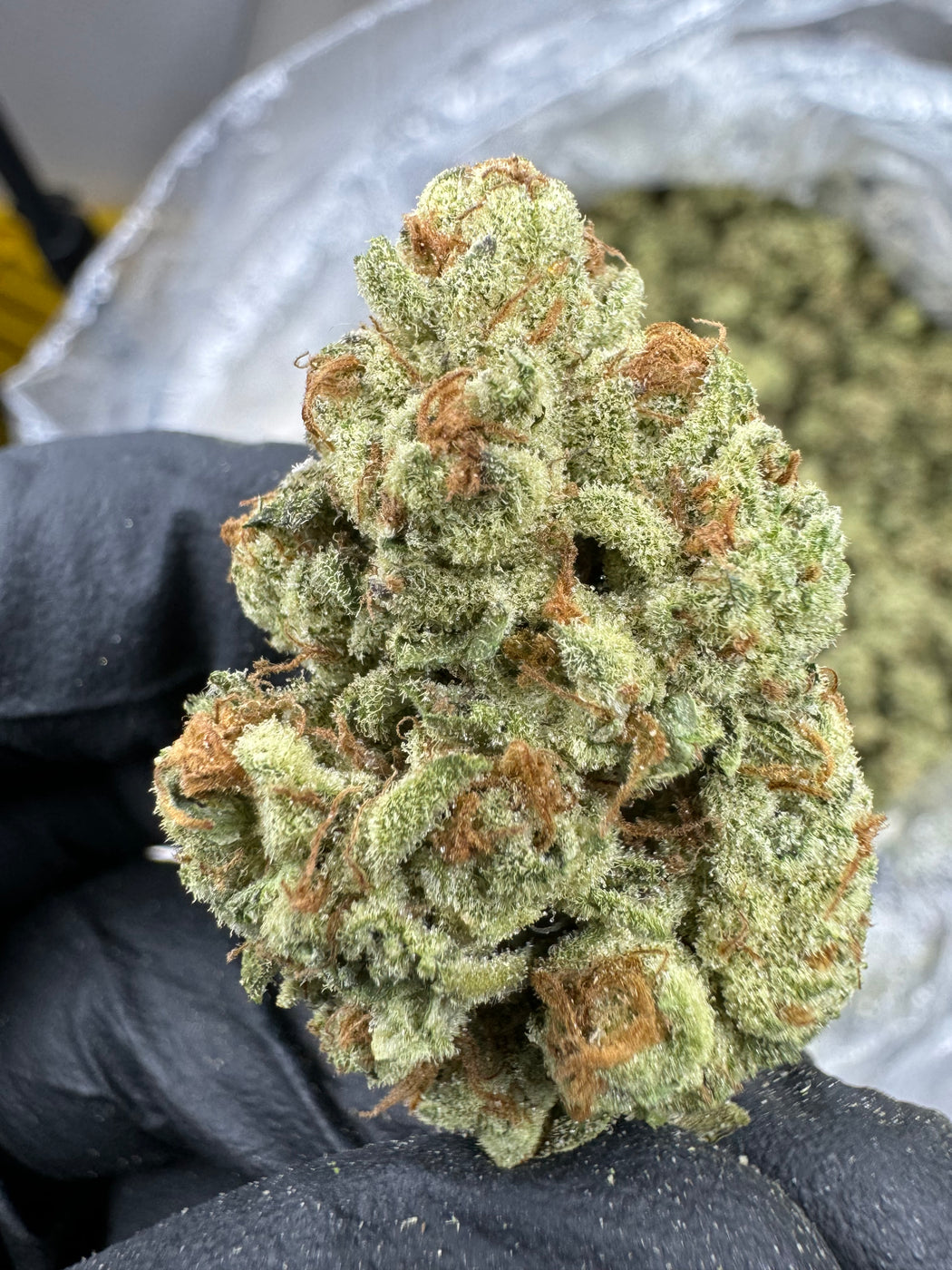 Purple Punch - THCA BULK FLOWER - Top Shelf