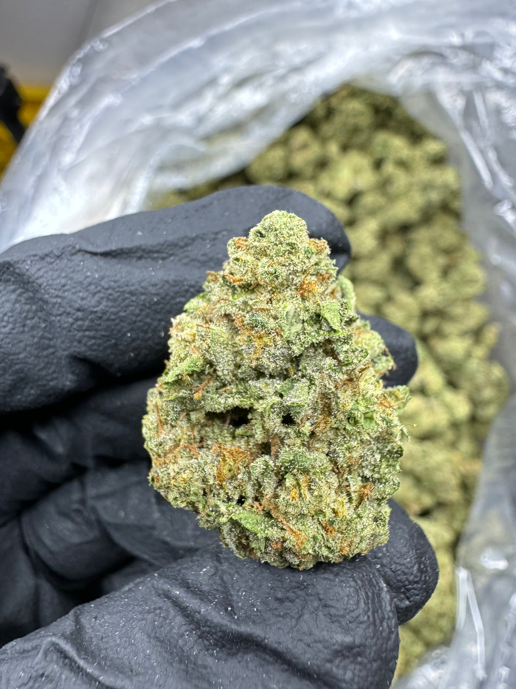 Purple Push Pop - THCA BULK FLOWER - TOP SHELF