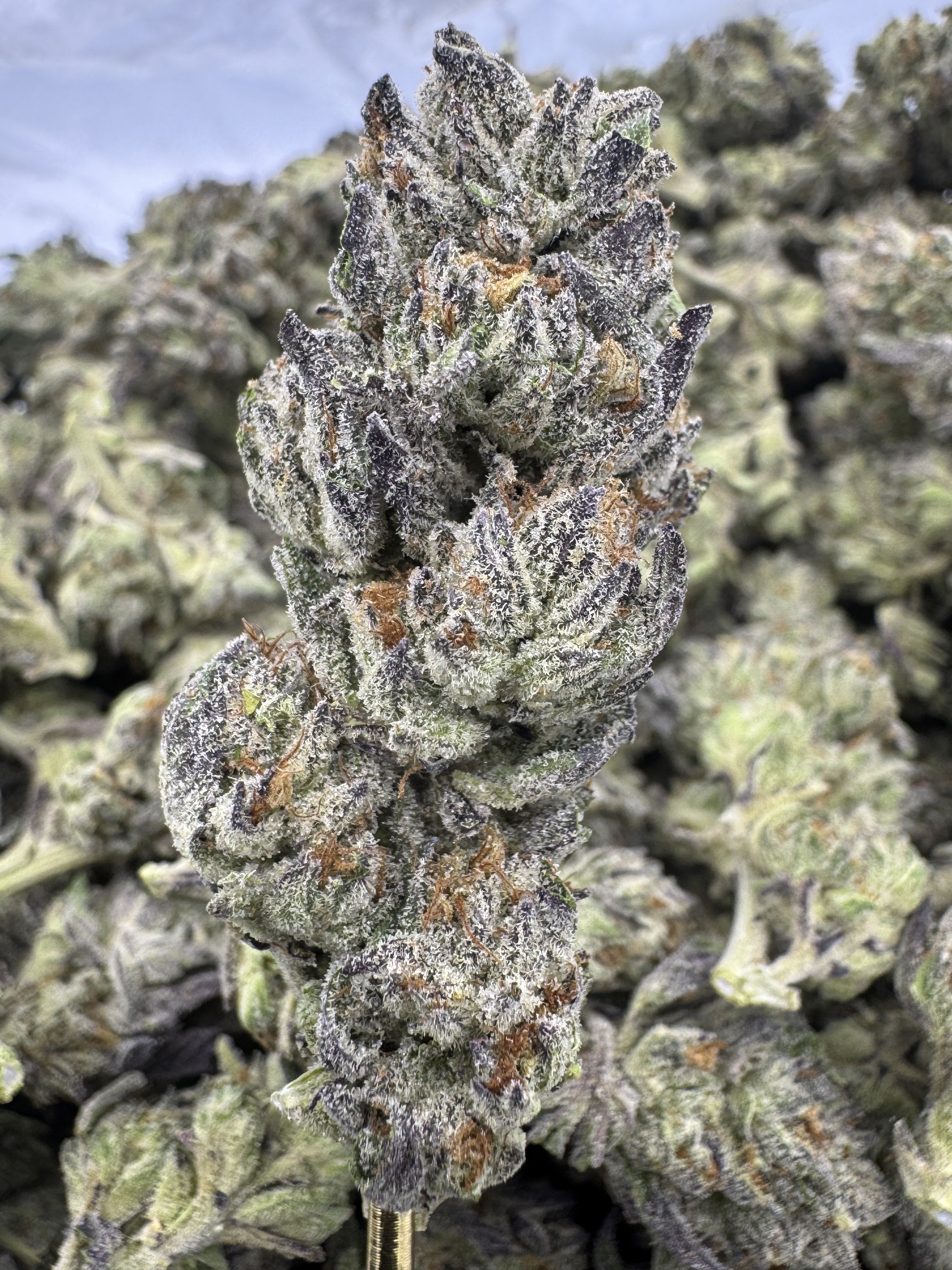 Frostbite - THCA Flower - Greenhouse Top Cut