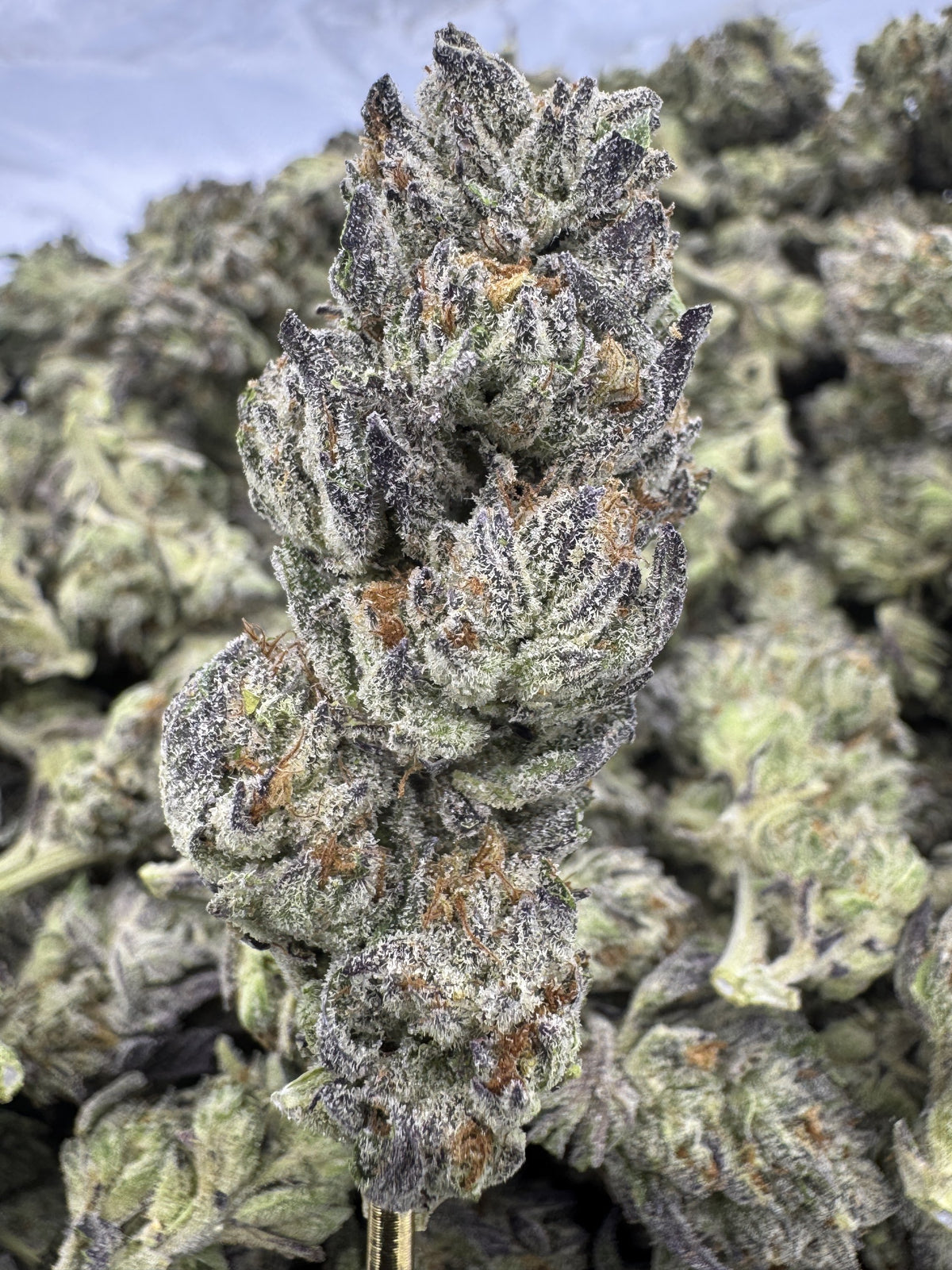 Frostbite - THCA BULK Flower - Greenhouse
