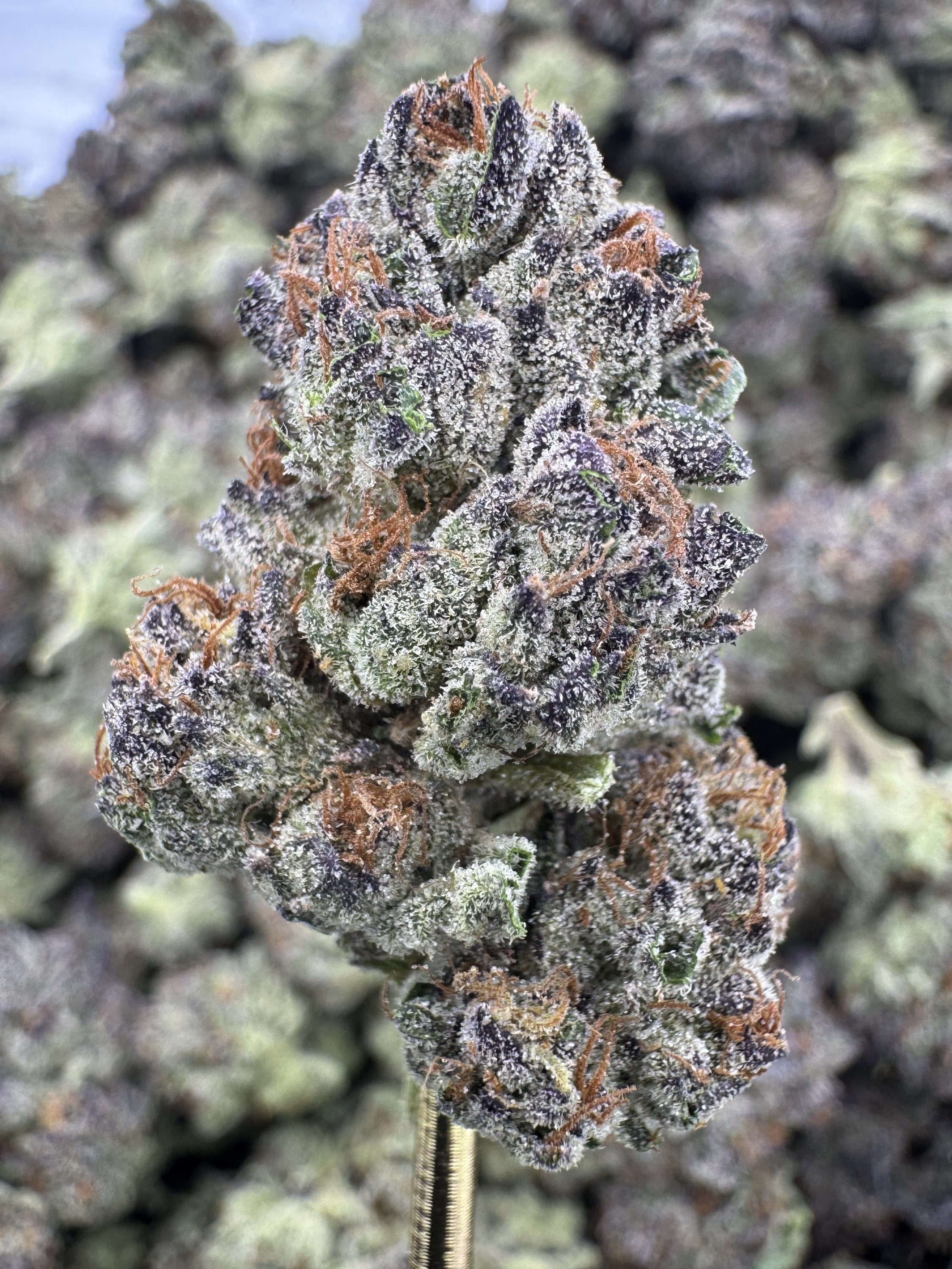 Wedding Cake - THCA BULK Flower - Indoor