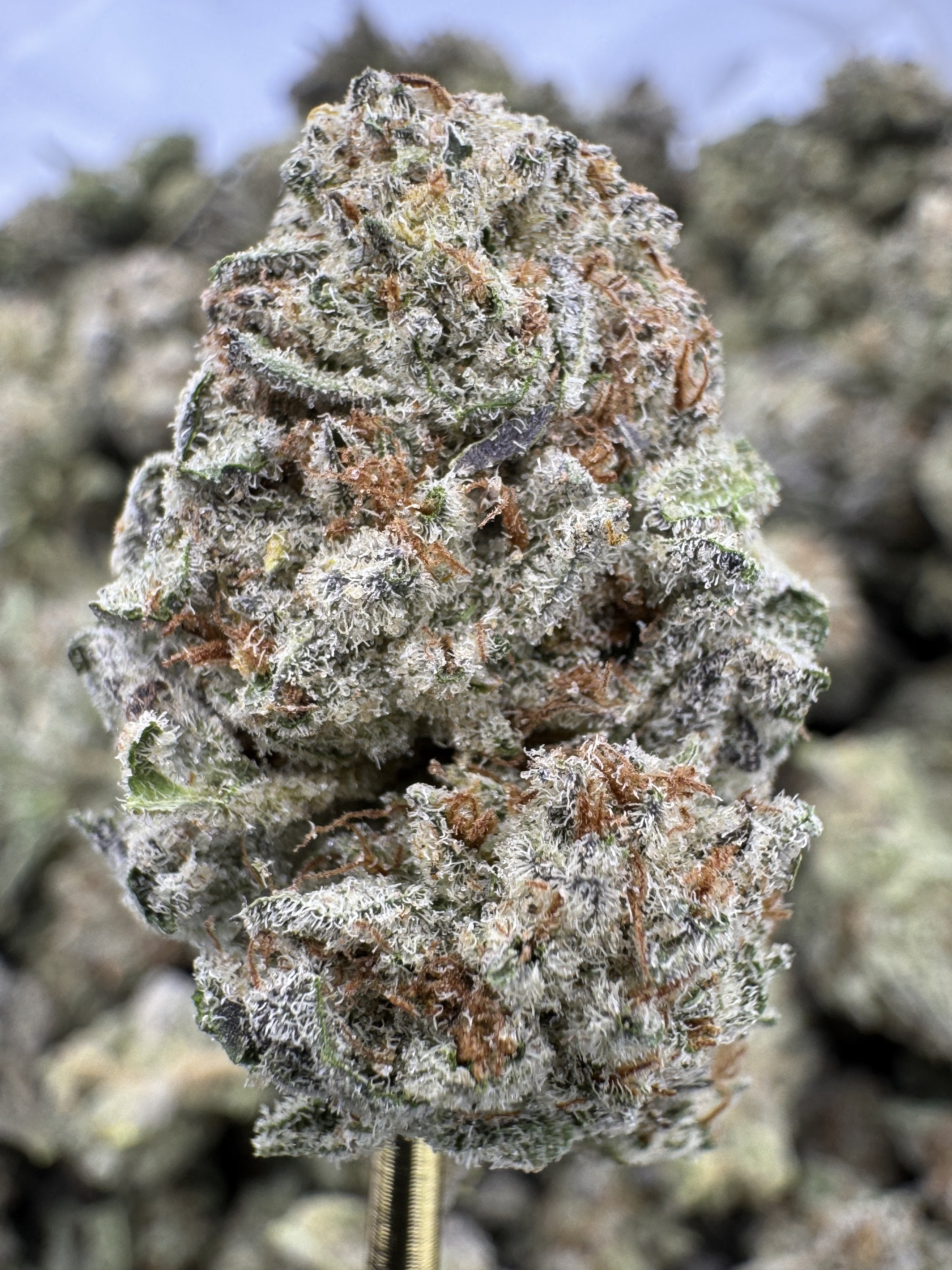 cereal milk plant Cereal milk - THCA Flower - Greenhouse Top Cut