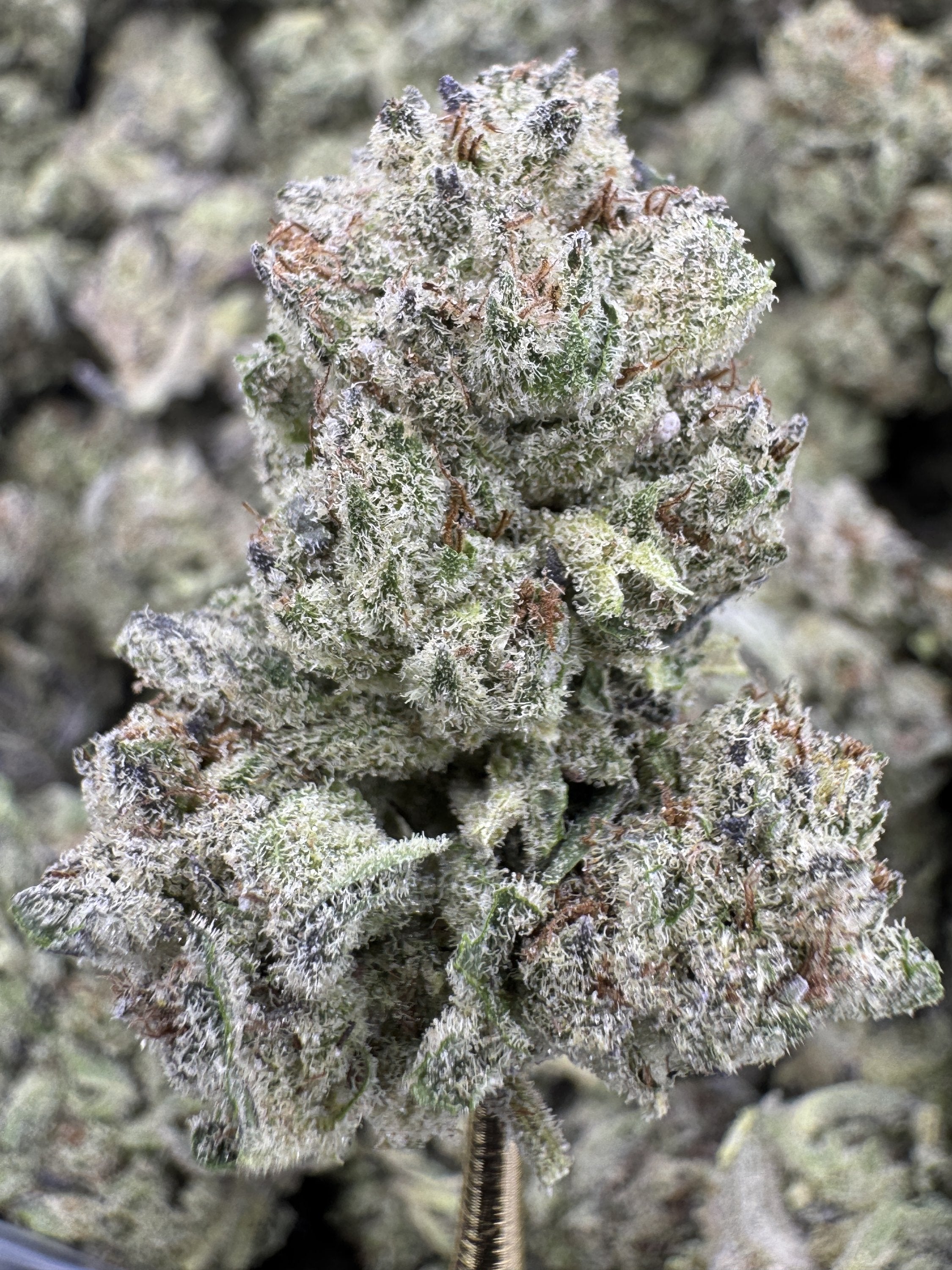 Zonuts - THCA Flower - Greenhouse Top Cut
