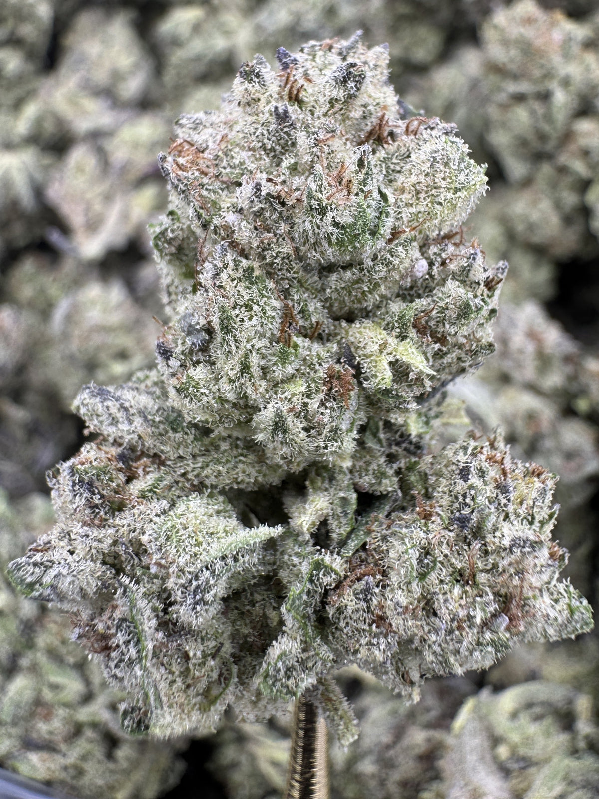 Zonuts - THCA BULK Flower - Greenhouse