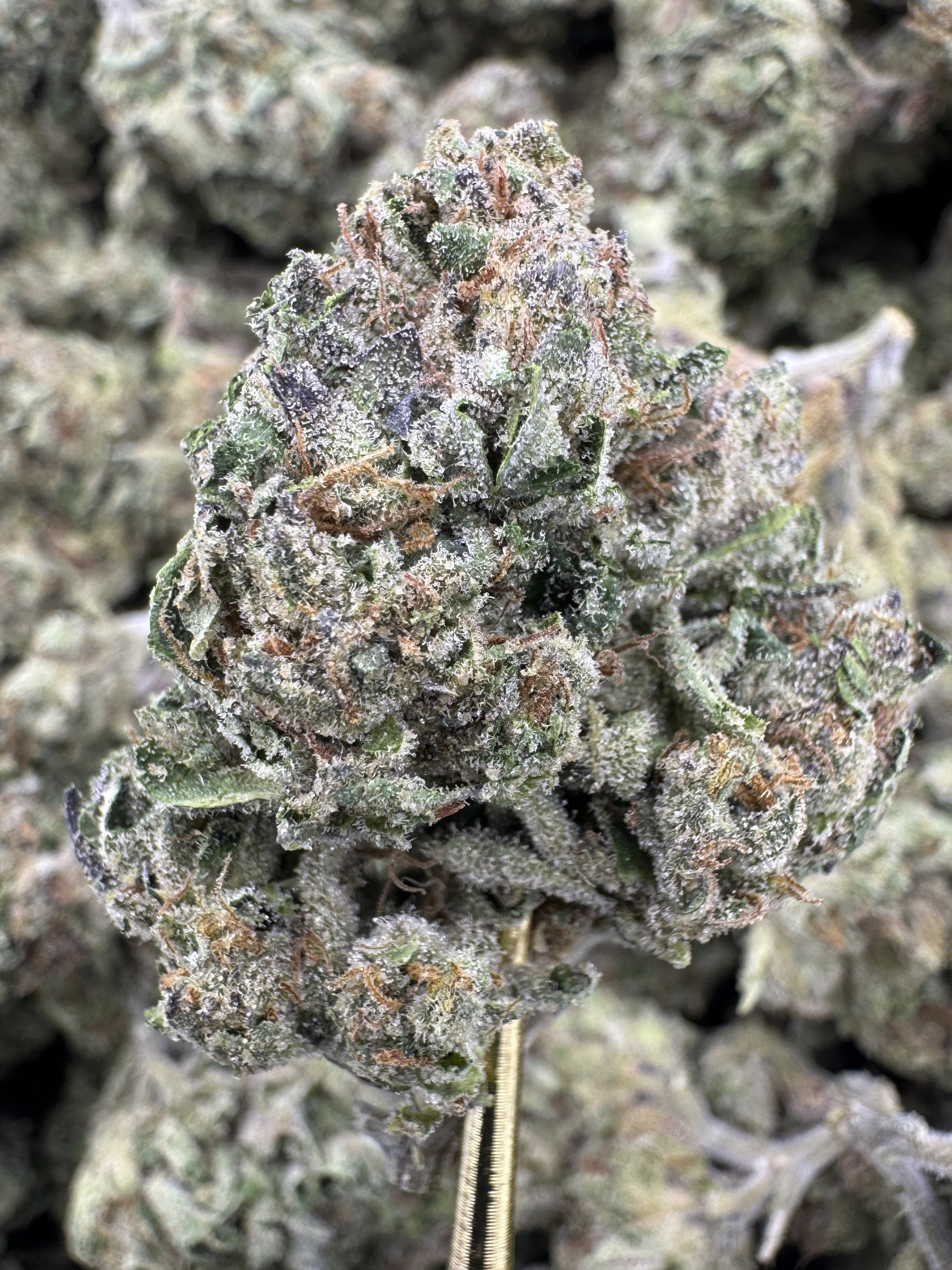 Blue Lobster - THCA BULK Flower - Greenhouse